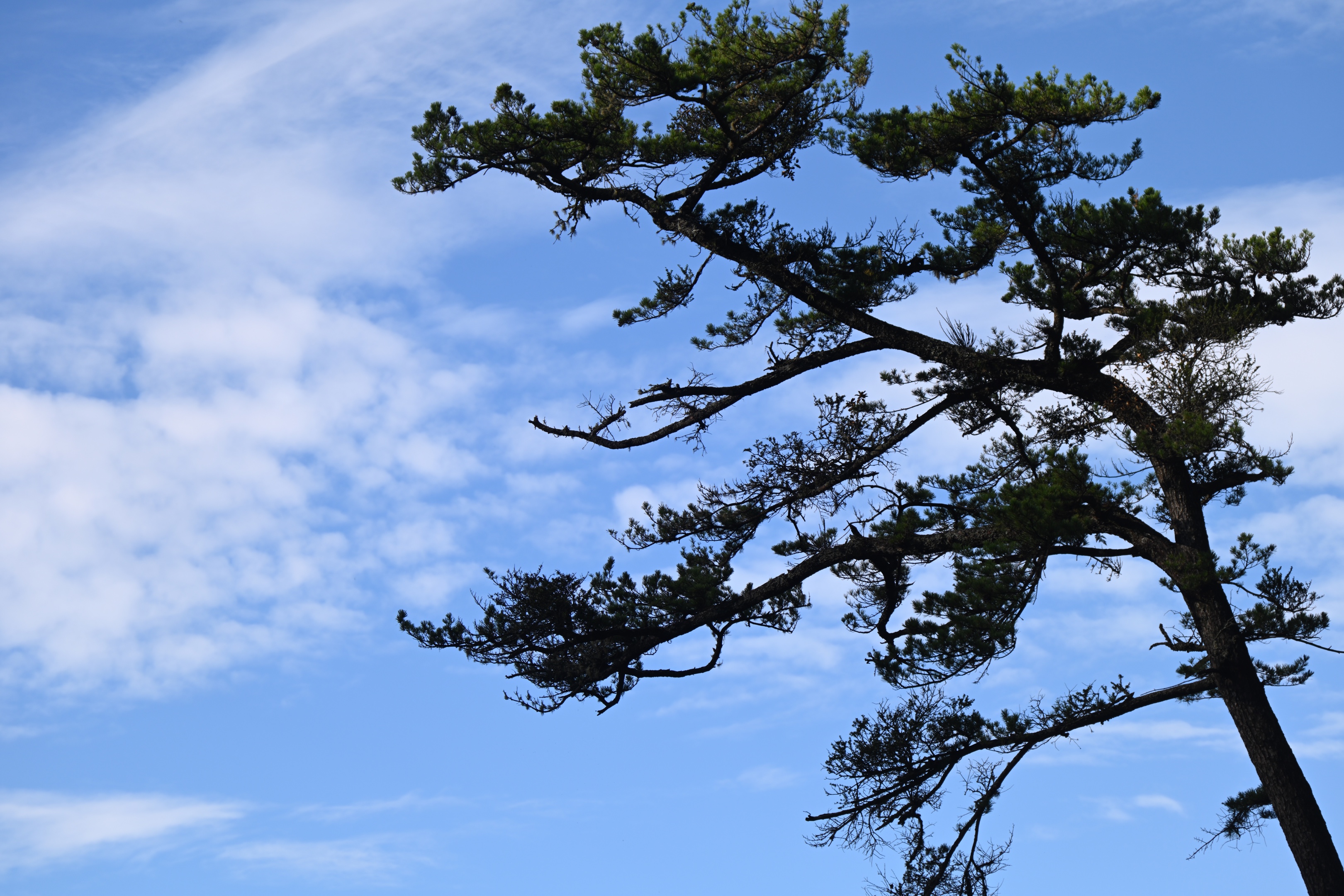 大山松树图片大全图片