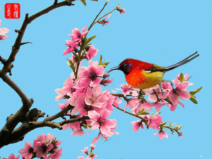 春天鸟语花香动态图图片