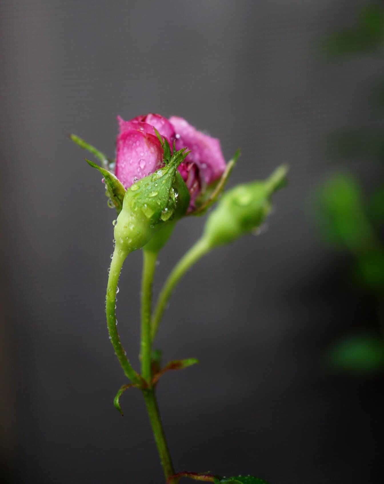 雨中的花朵