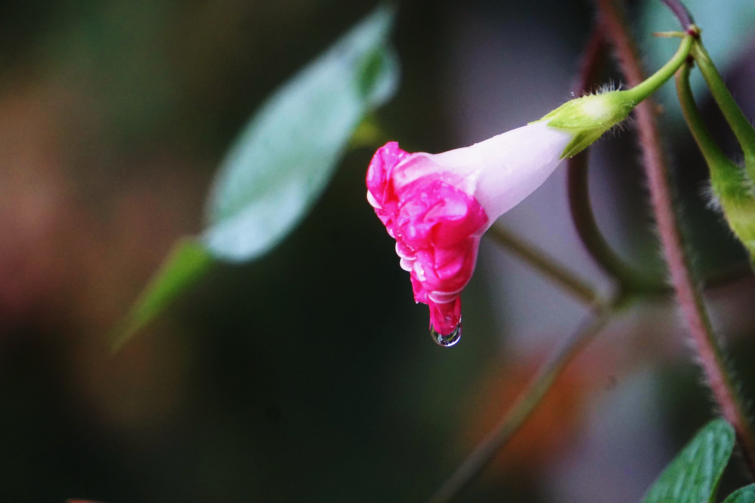 秋雨中就要凋谢的牵牛花