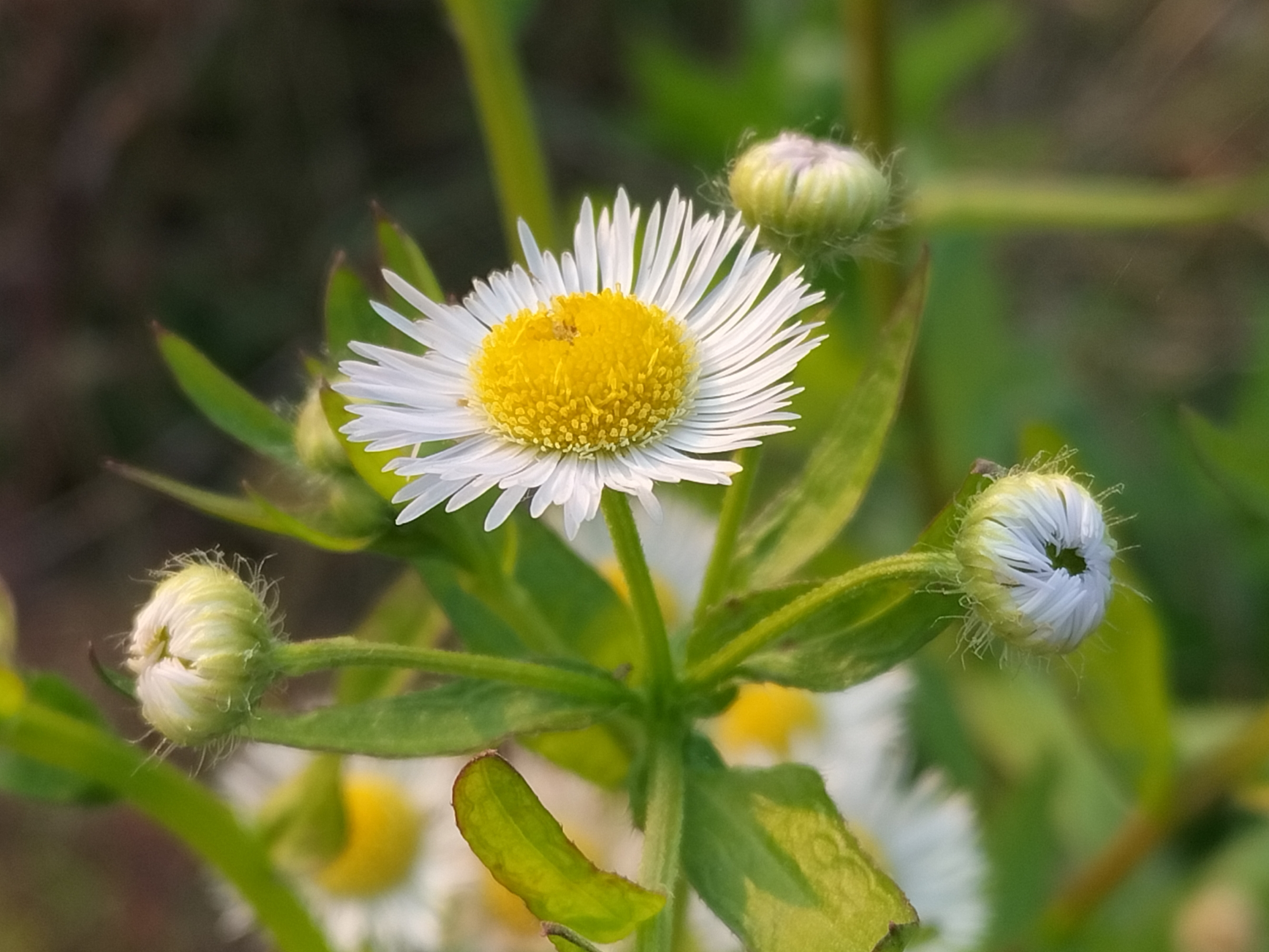 【摄影原创首发】一年蓬