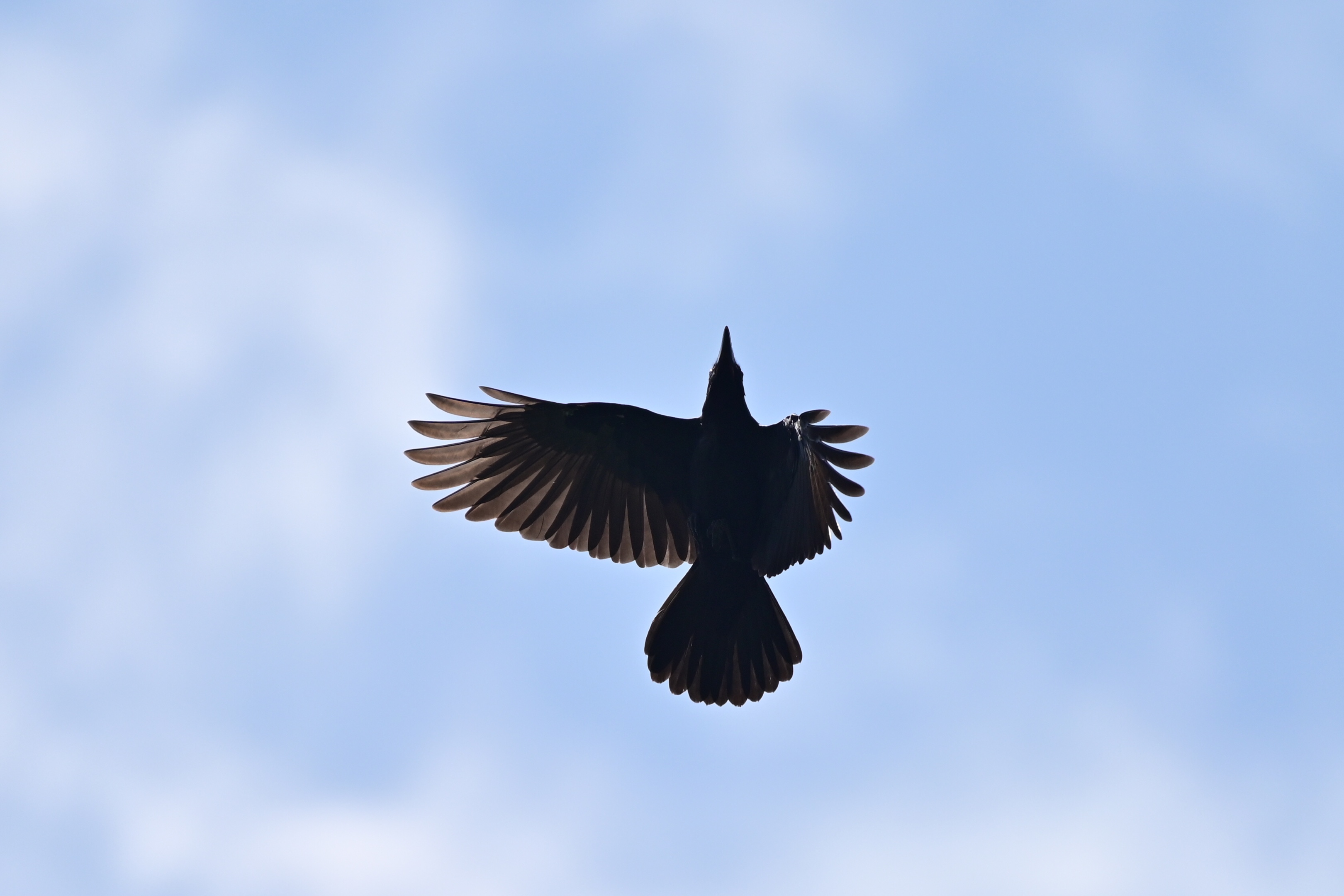 空中的飞鸟〔首发