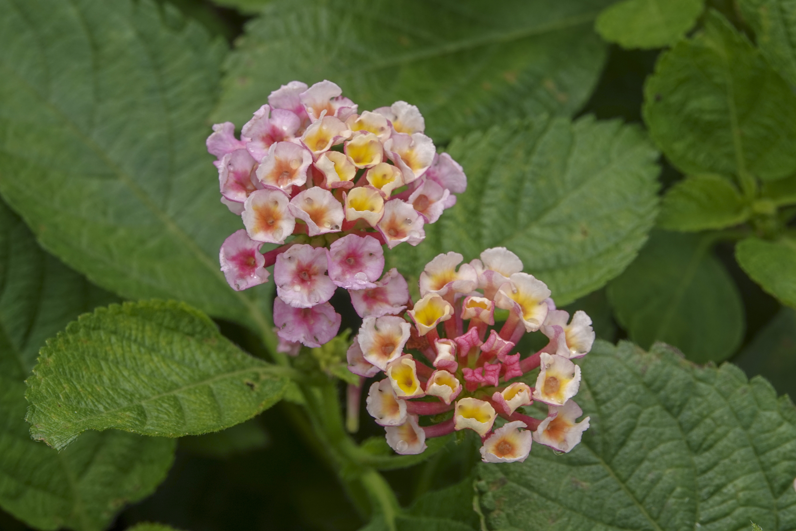 【首发】五色梅(十一)