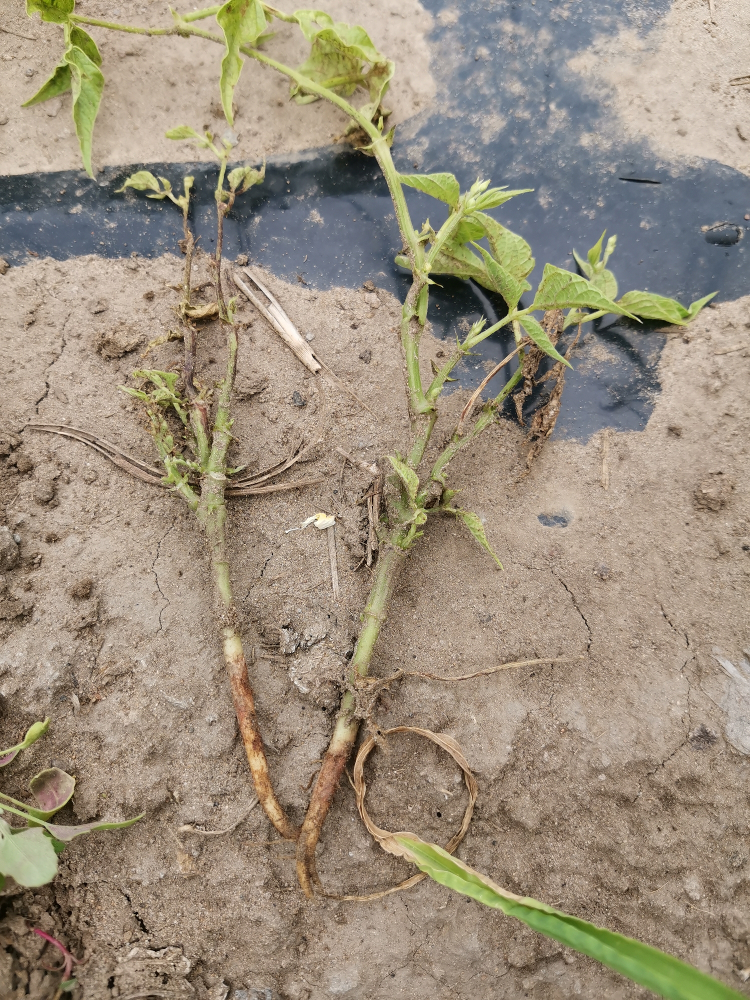 四季豆如何才能卖出好价钱