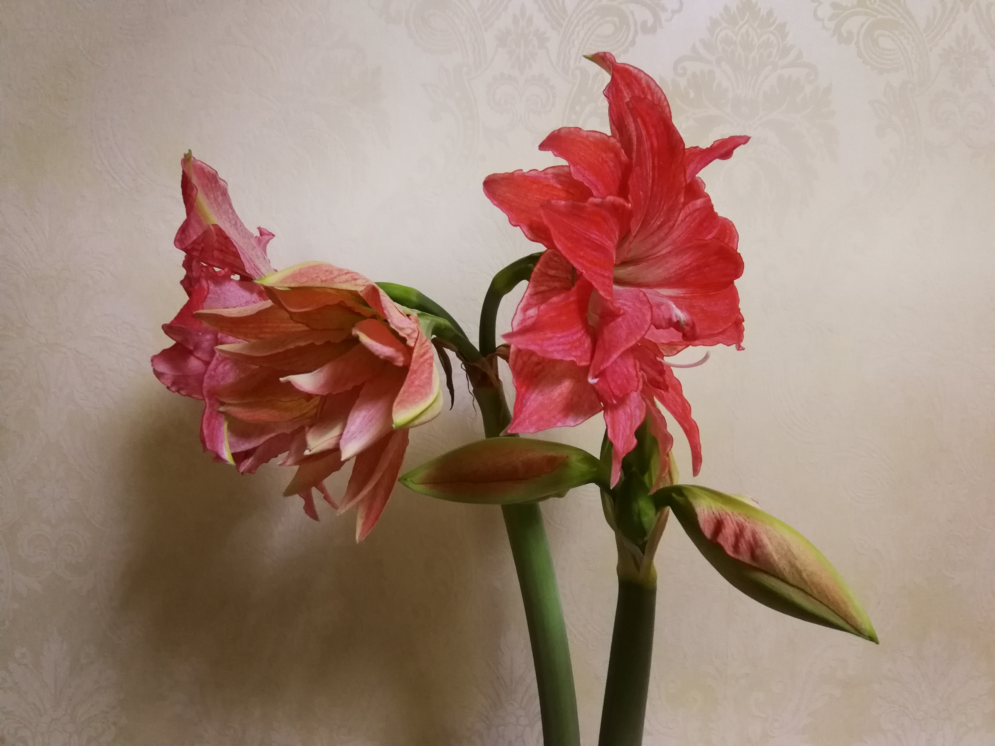 柱頂紅,孤梃花,華胄蘭,百子蓮,炮打四門別稱百合亞目亞目hippeastrum