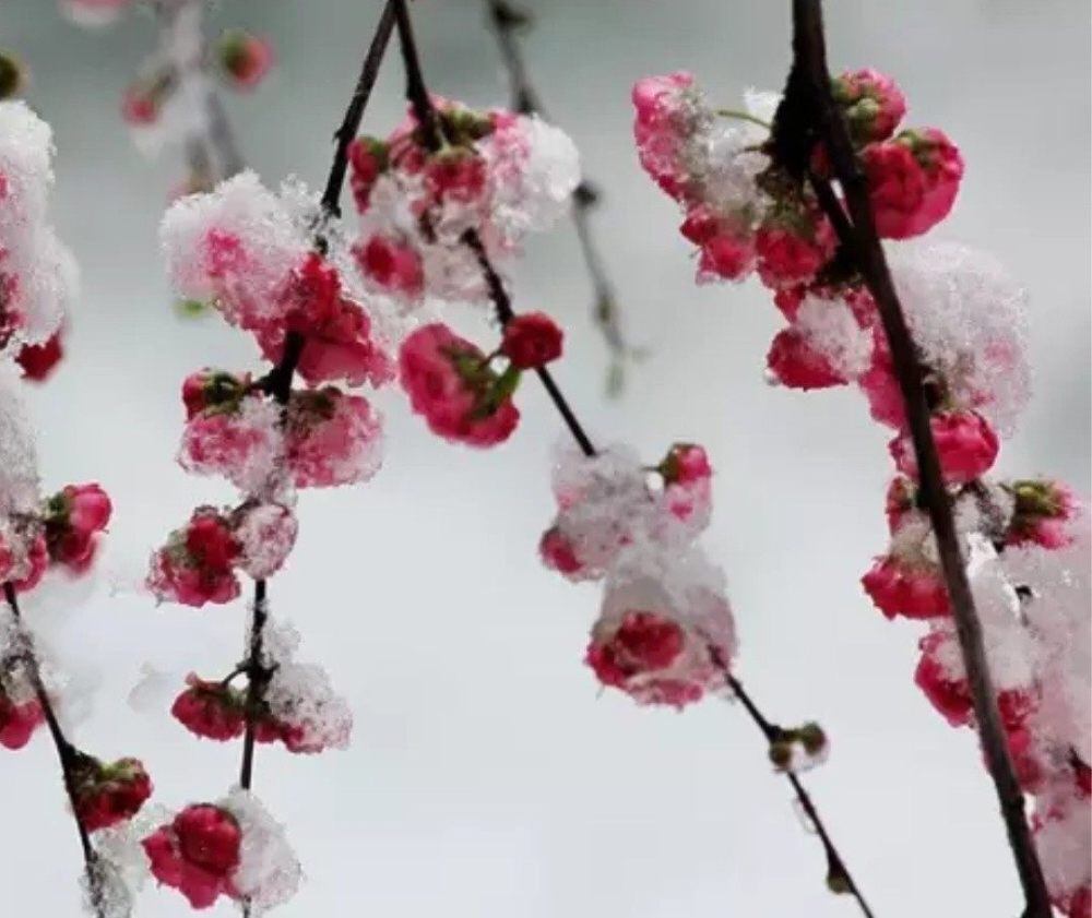 雪花來了梅花開我在雪中等你來