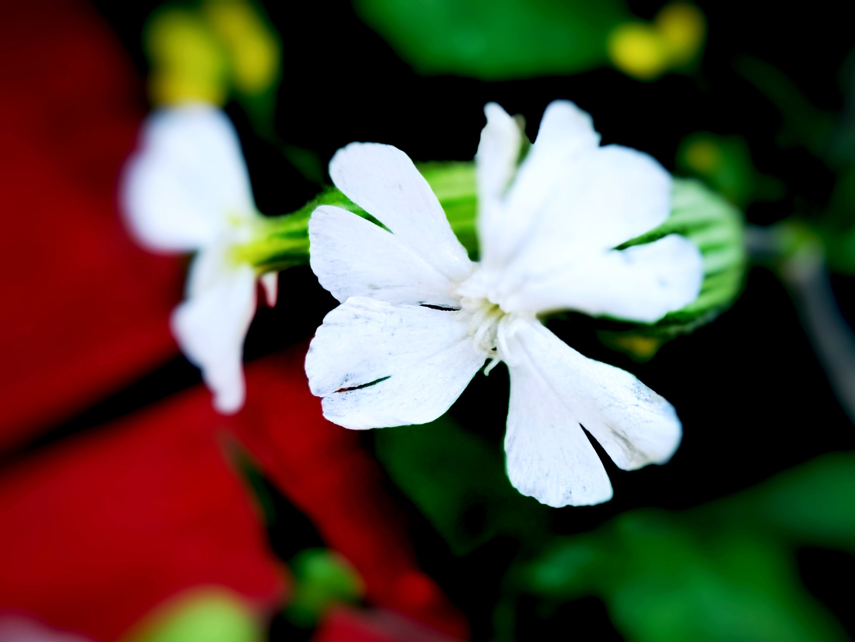 【首发】瓣浅樱卷卷 层层又重重