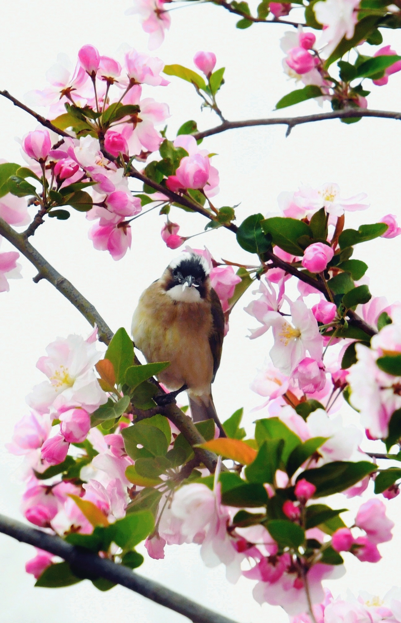 鸟的趣事一吃海棠花的白头鹎
