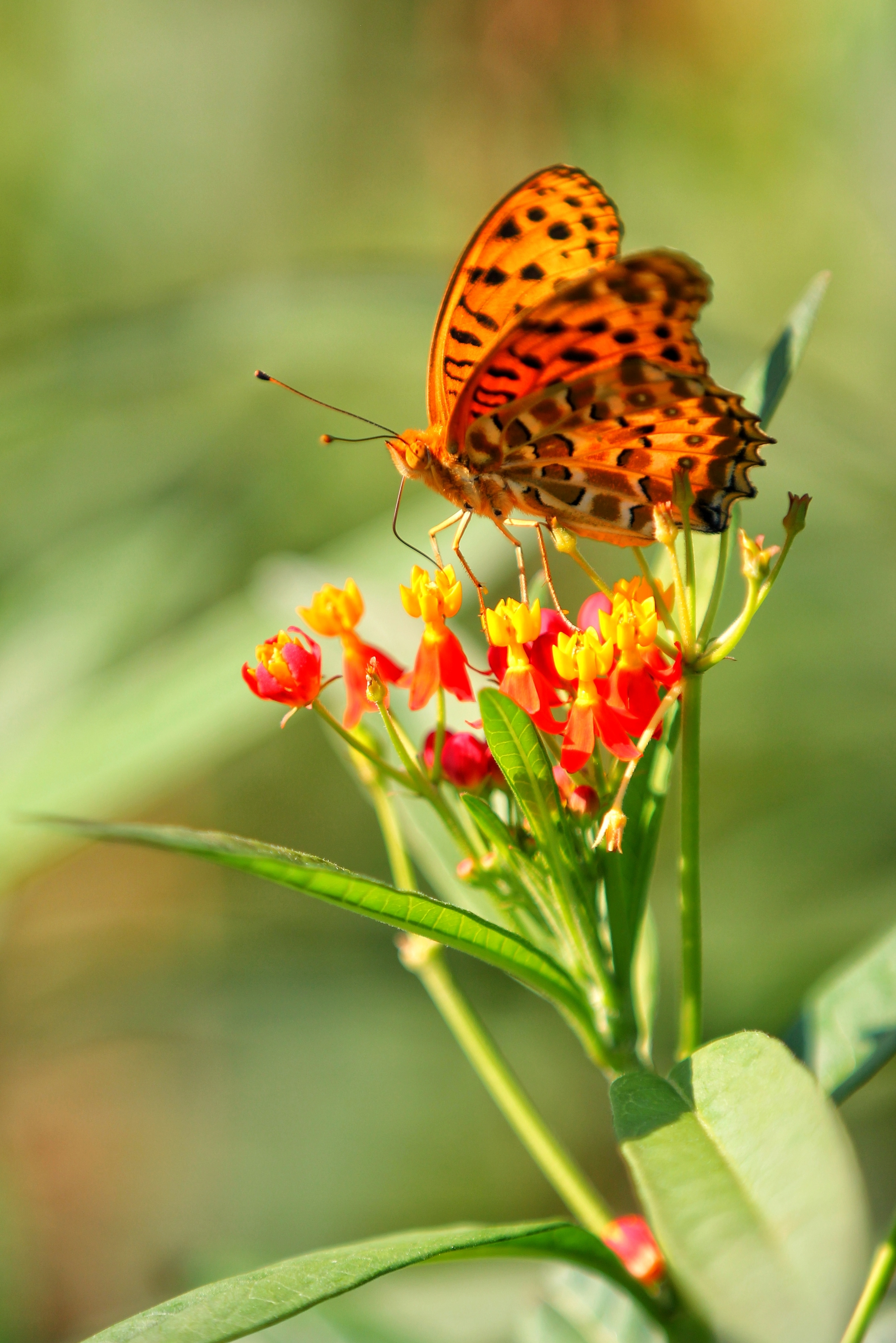 蝴蝶恋上花的美(2一2)