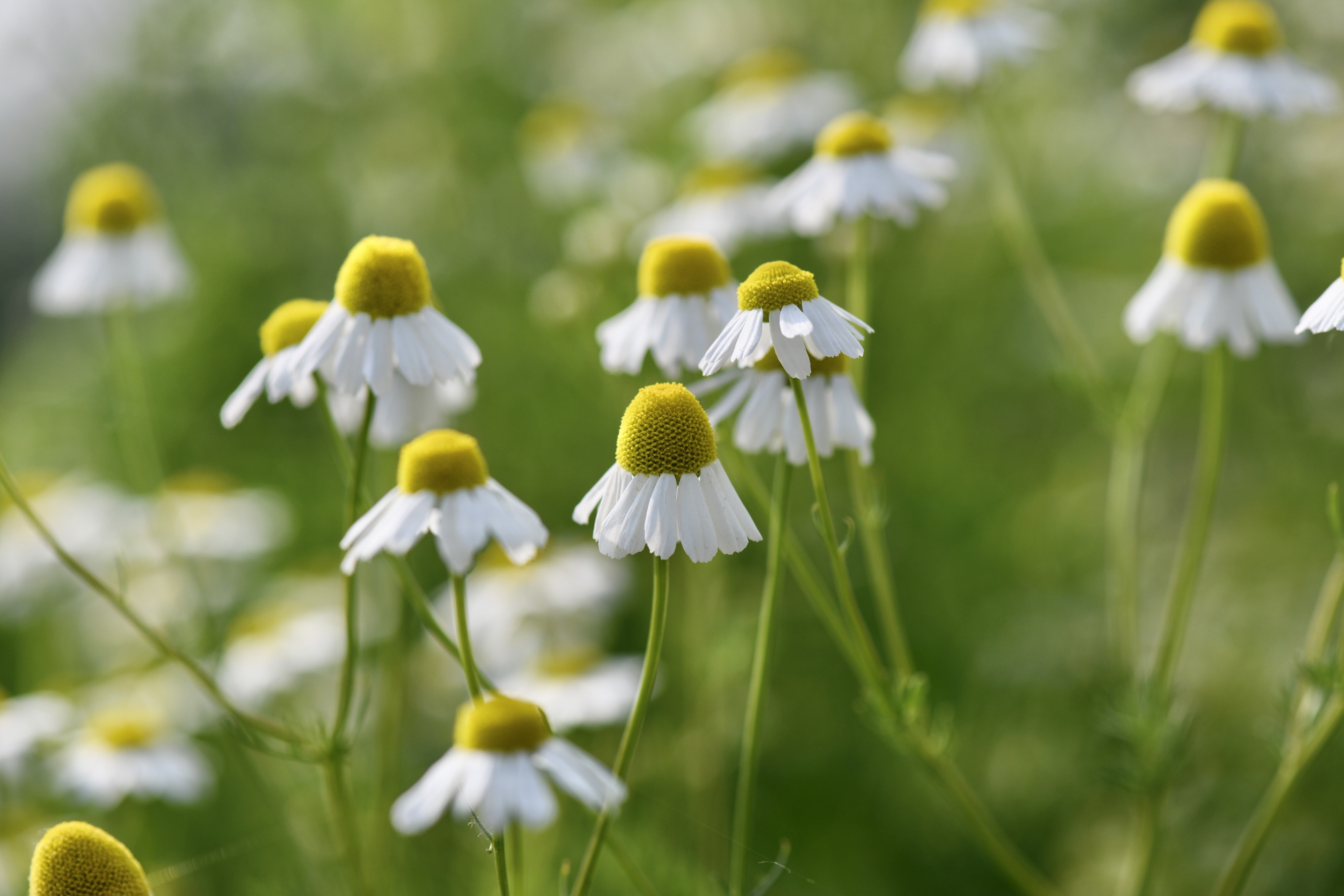 (首发)微拍～母菊