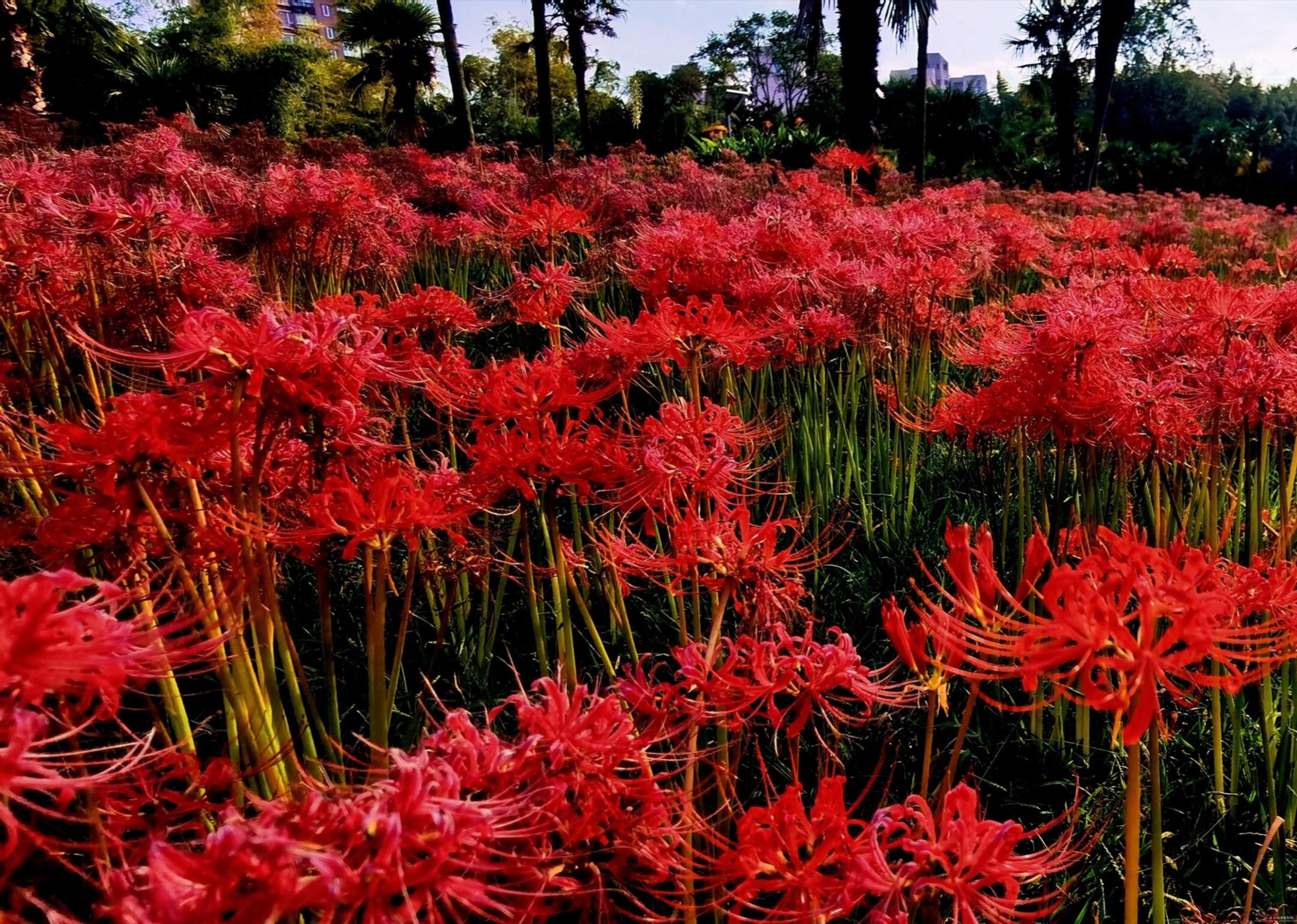 【西窗剪烛】诗词合集(第1030集)之——《妖艳的彼岸花》【原创首发】