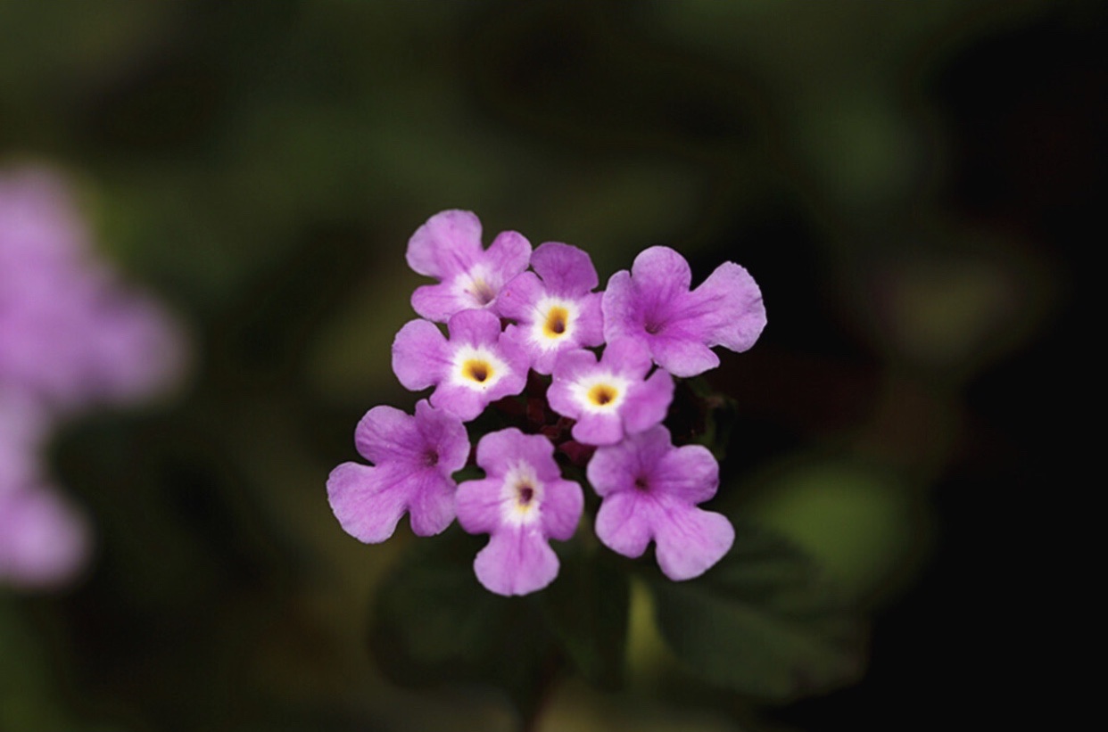 [首发]紫色马缨丹