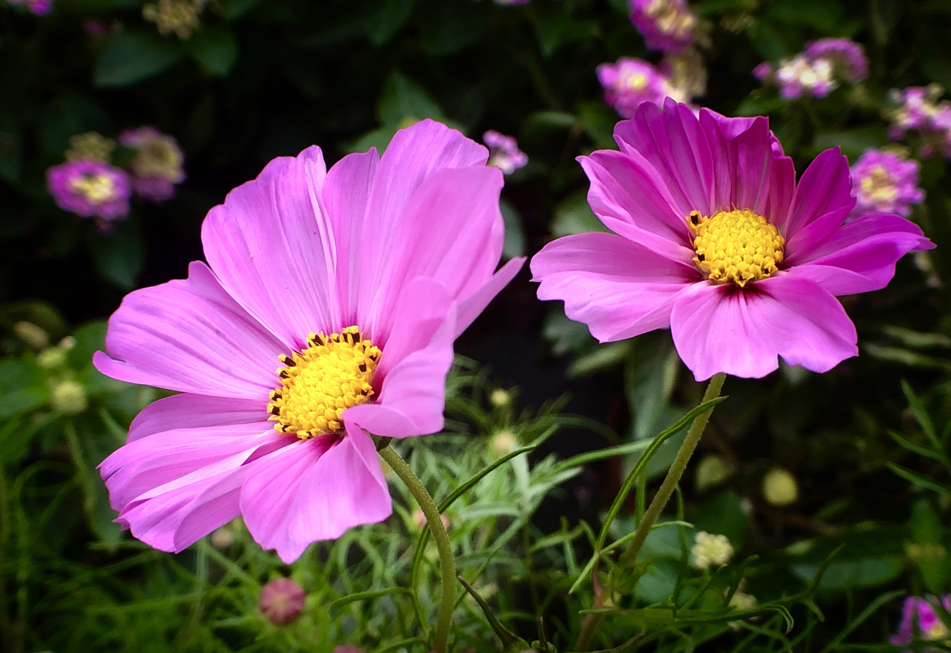 波斯菊【首发】