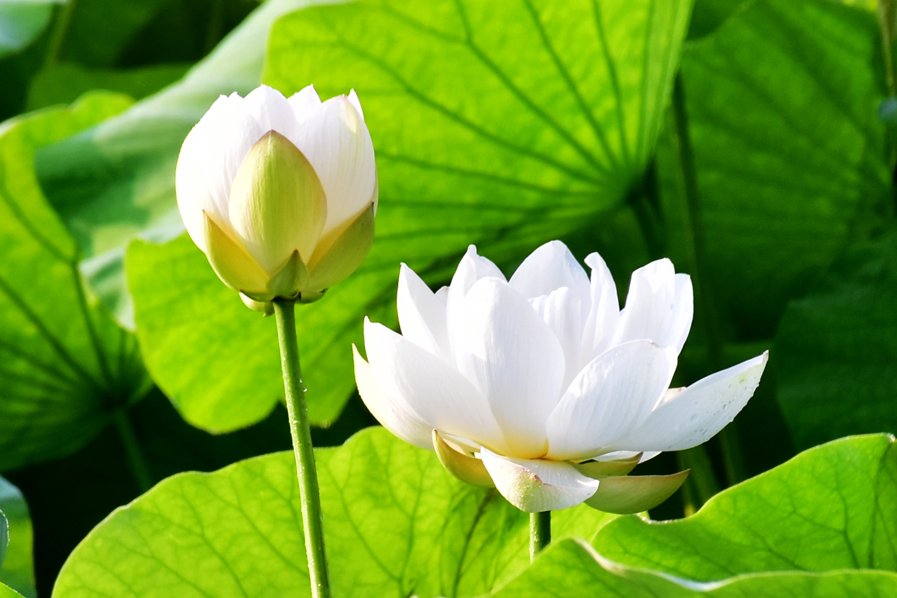 今天立秋,季节来到了秋日,清晨显得有点凉意,我来到了公园荷花池