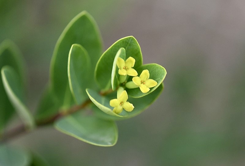 【首发】了哥王