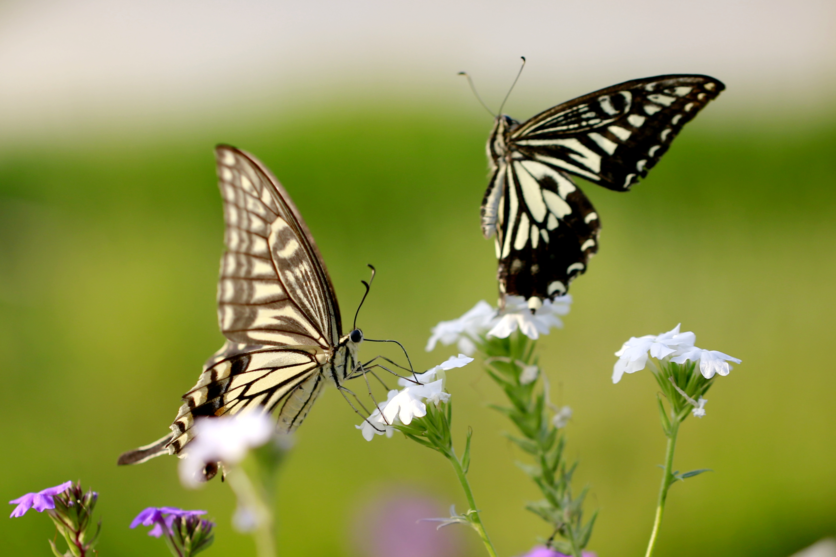 留连戏蝶时时舞蝶恋花之三