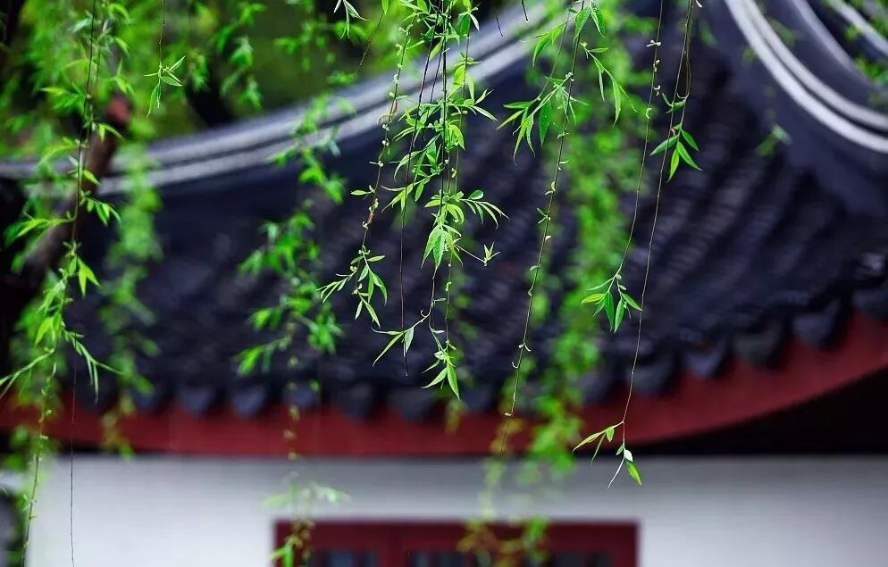 芳草鮮美,遍地芬芳. 細柳如絲,煙雨如織.