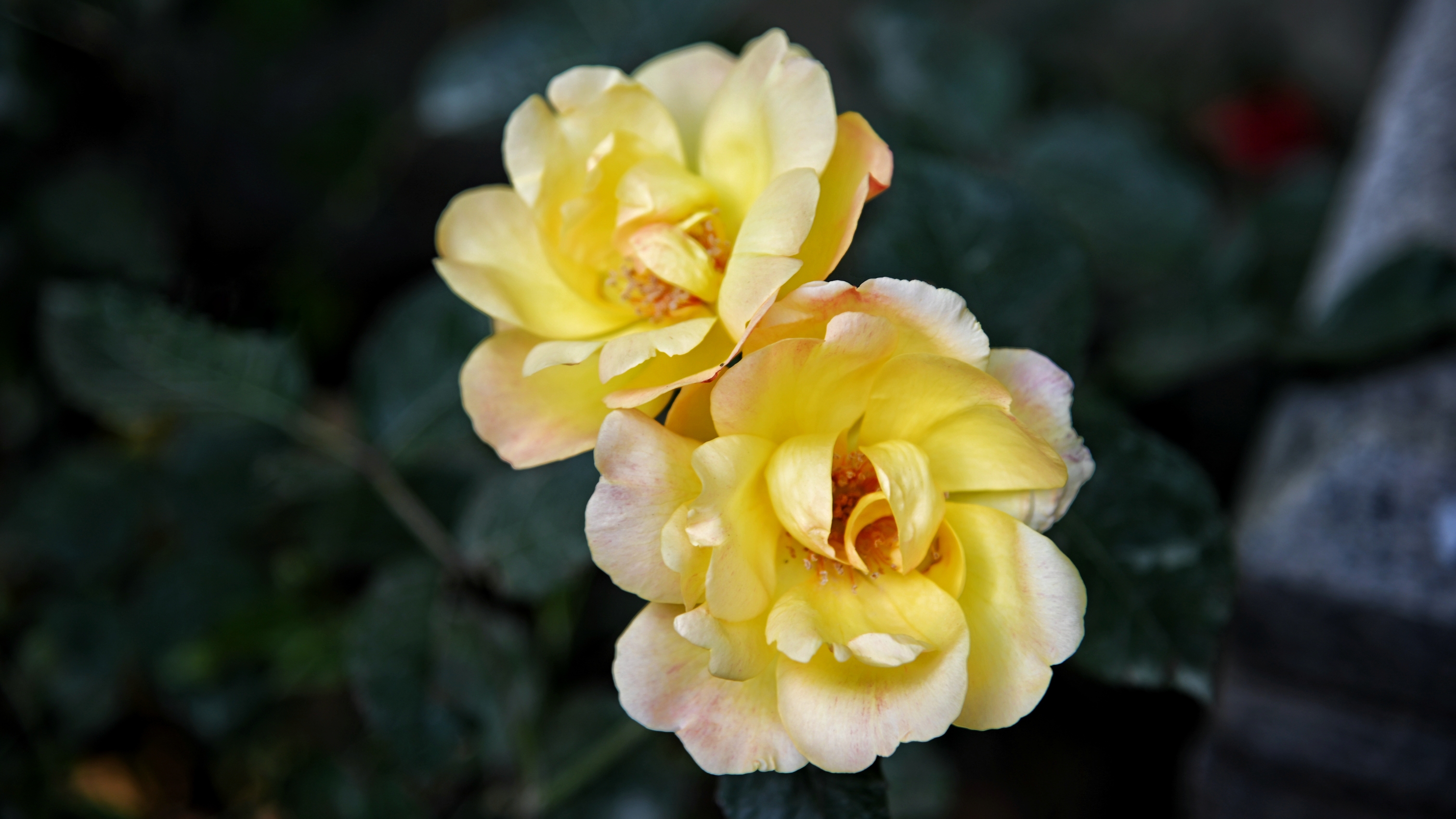 现代月季①《首发》