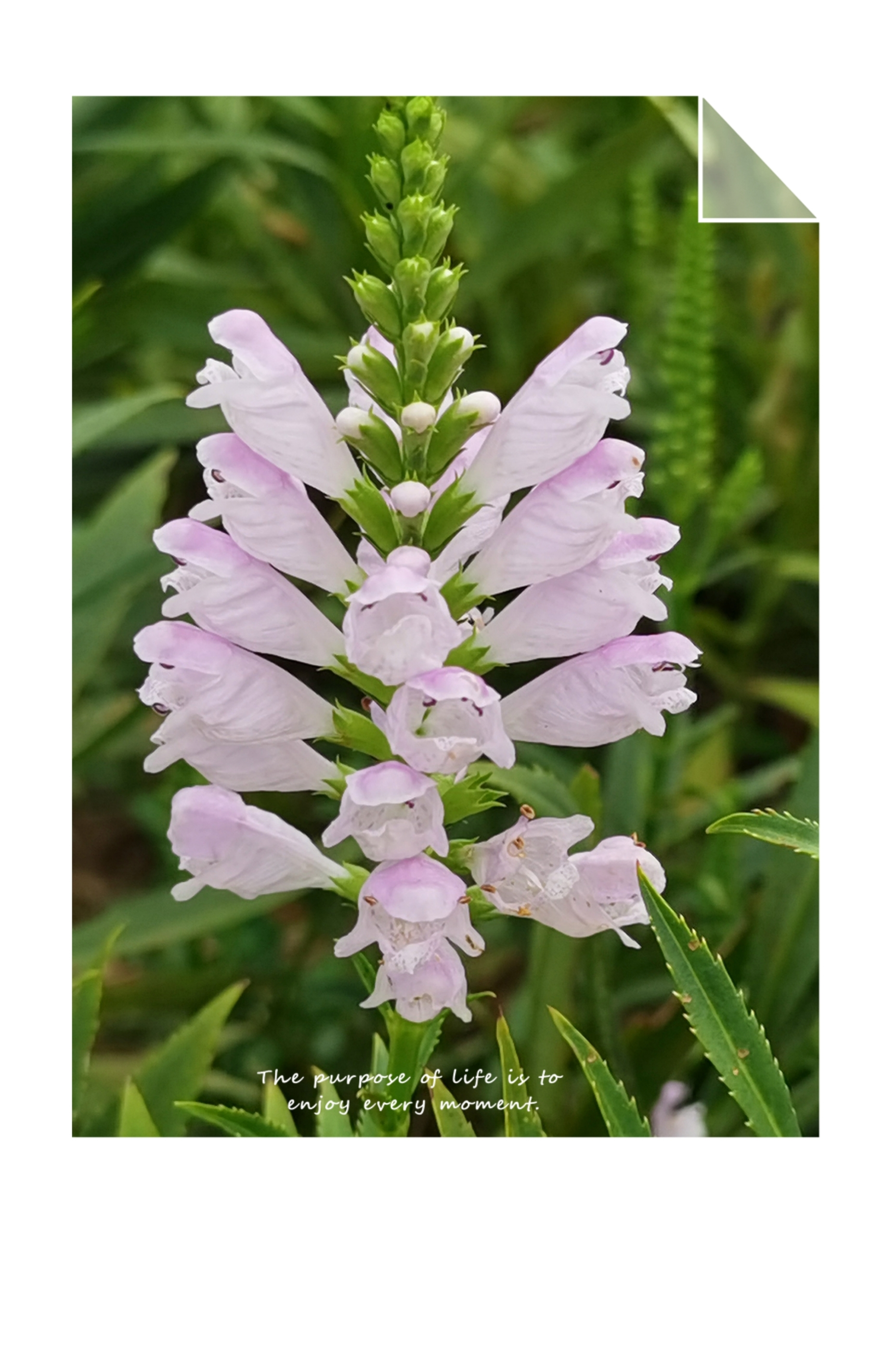 随意草,别名:芝麻花,假龙头,囊萼花,棉铃花,虎尾花,一品香,伪龙头.