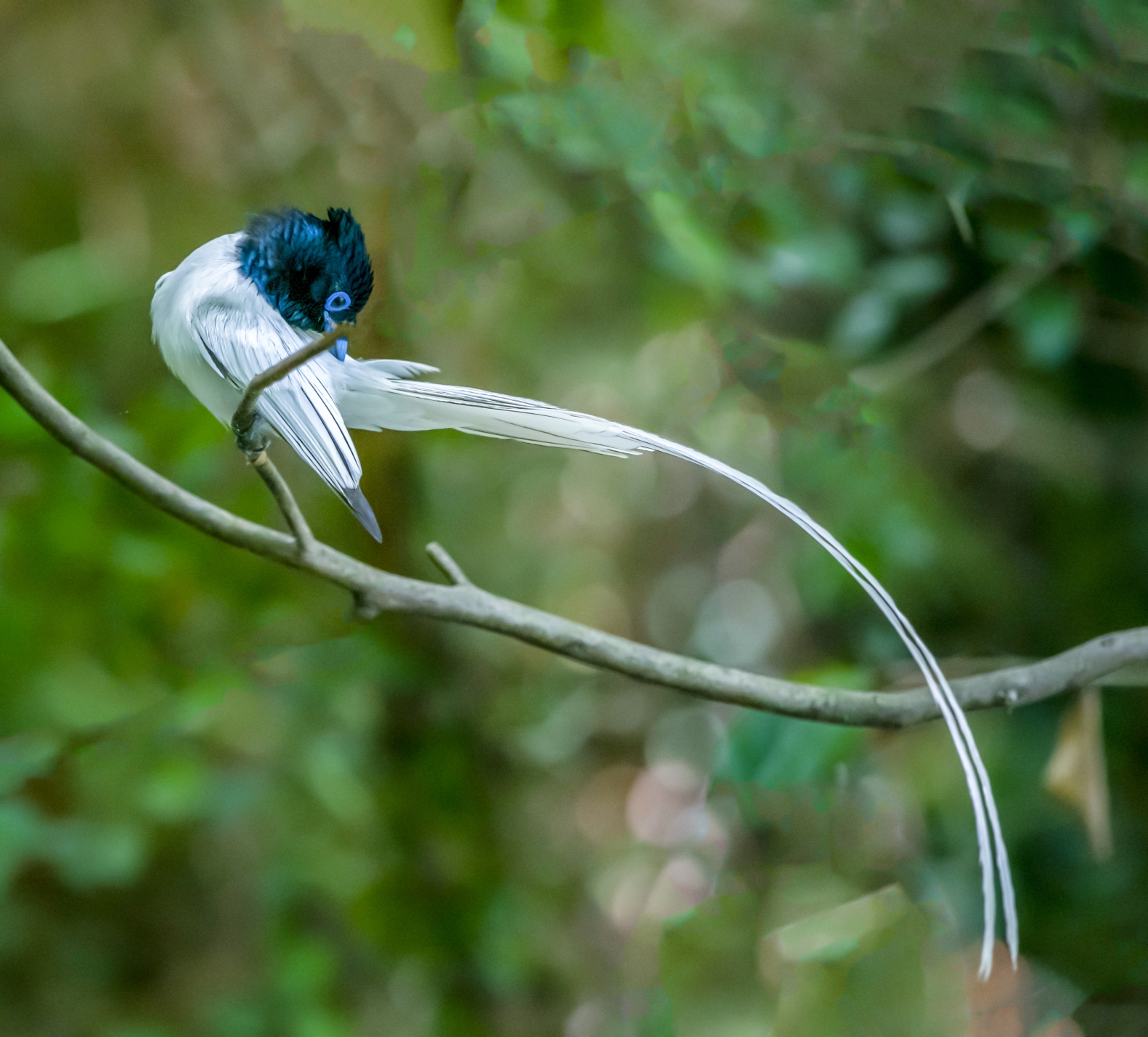 林中仙子寿带鸟黄国范摄制