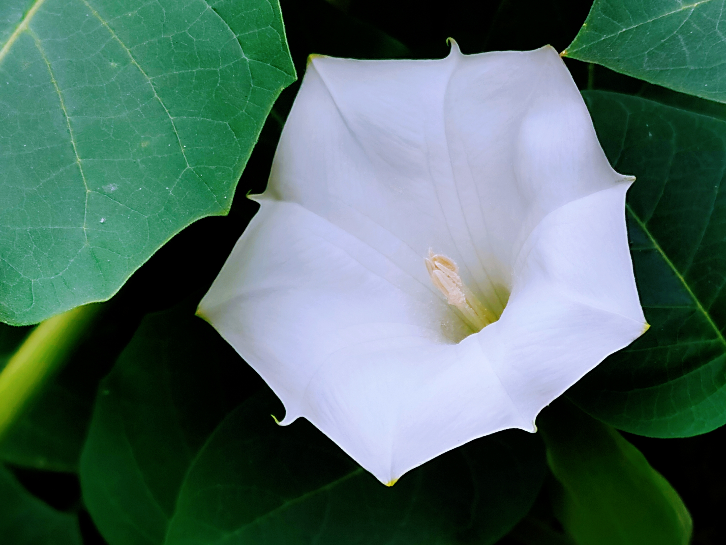 毛曼陀罗花【首发】