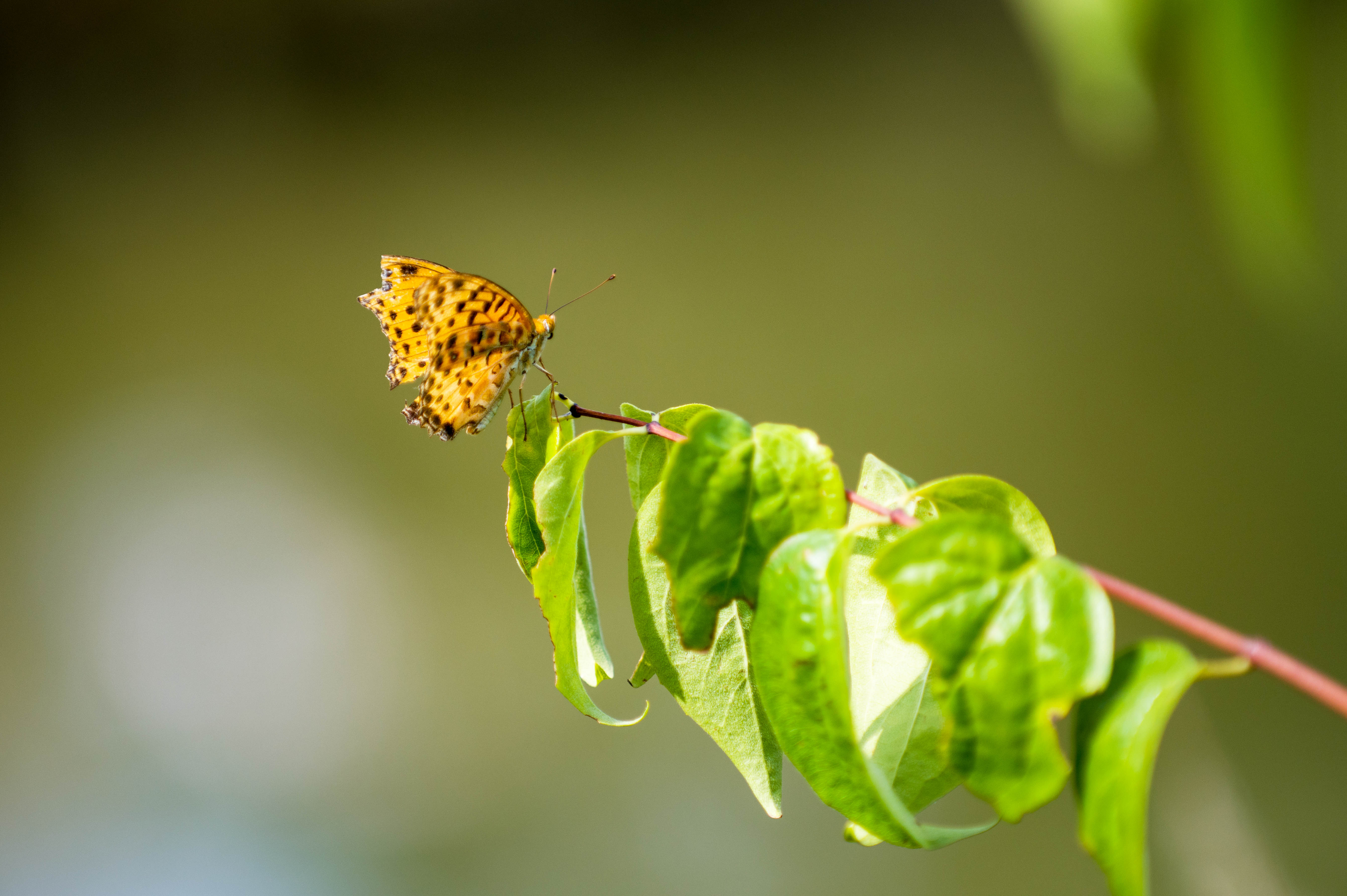 蛱蝶是蛱蝶科昆虫的总称,全世界约有6000个物种,属于中大型的蝴蝶