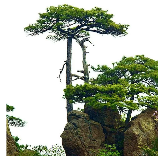 山松如风百花争艳