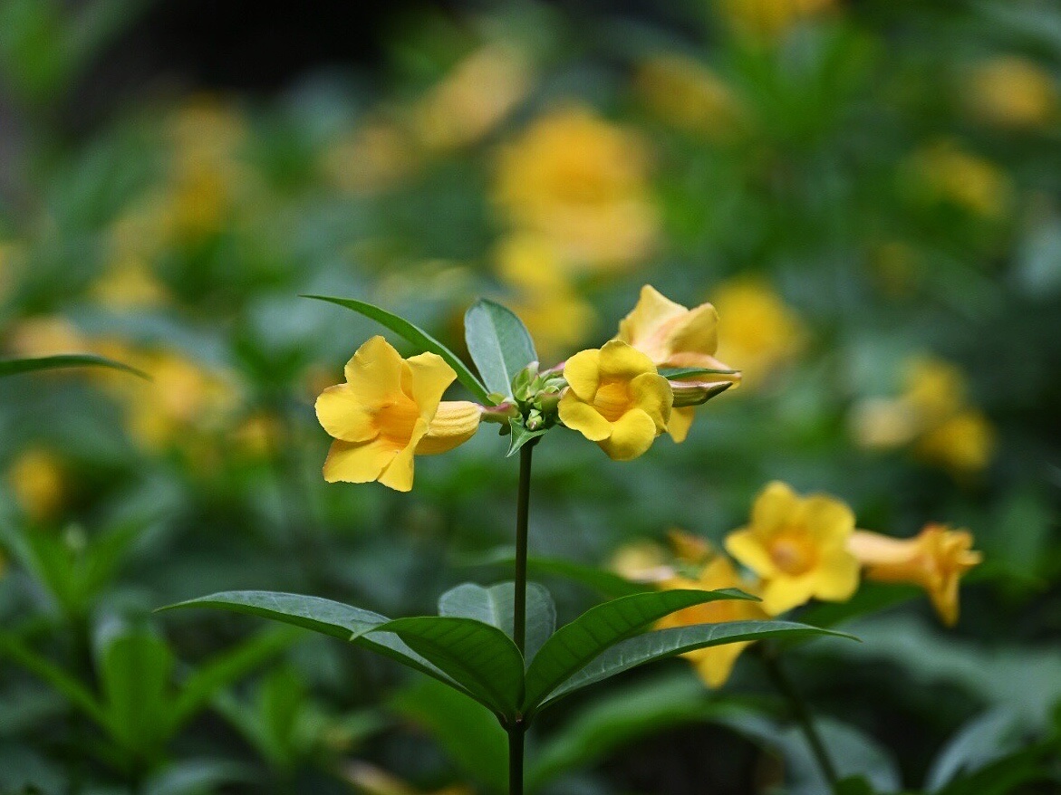 【首发】黄蝉花