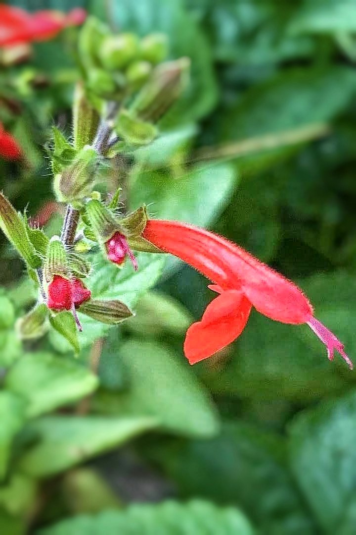 朱唇花【首发】