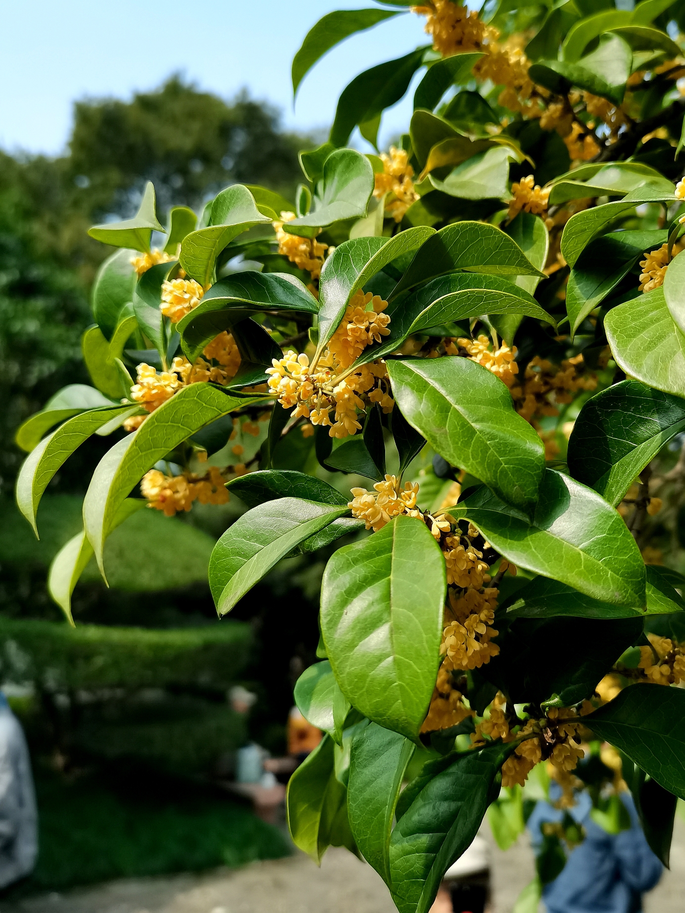 金秋十月桂花香