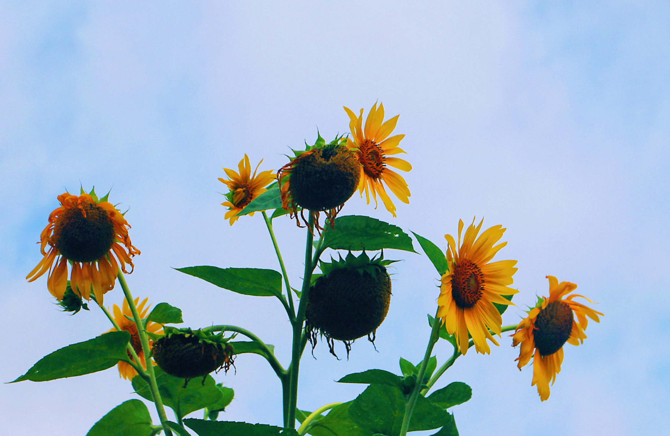 【首发】朝阳花