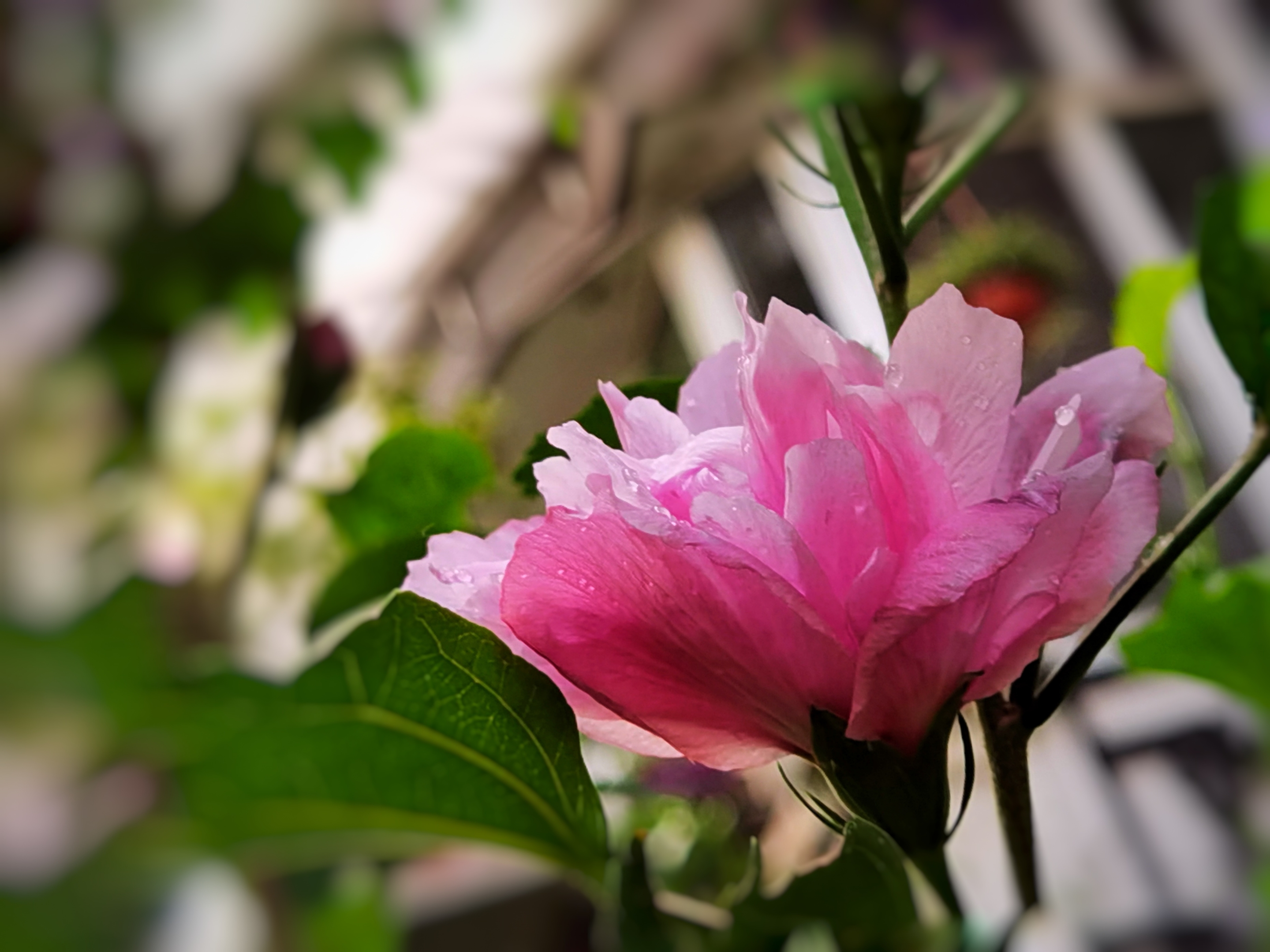【首发】雨后木槿花