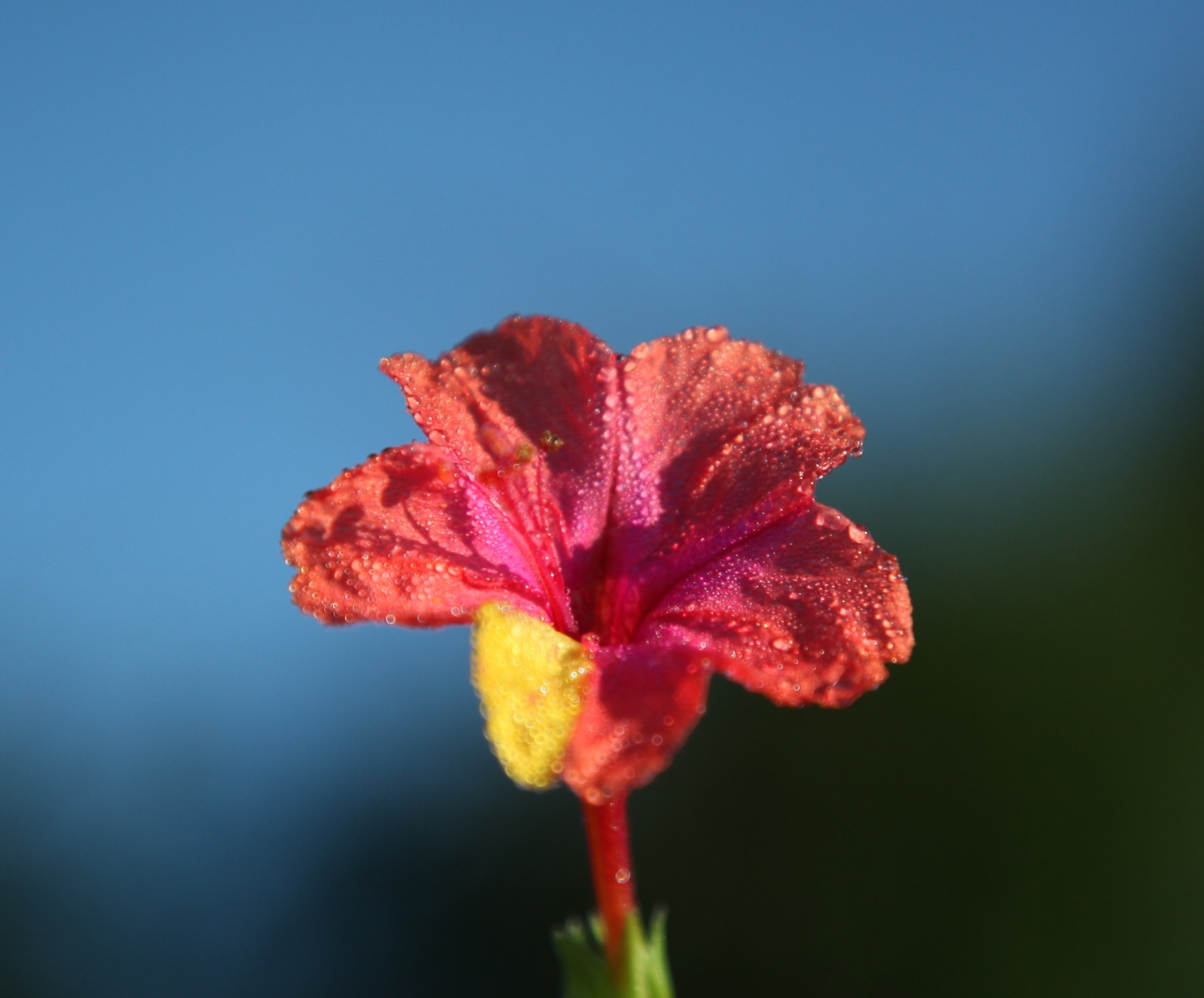 紫茉莉属于紫茉莉科,紫茉莉属;牵牛花是旋花科,牵牛属的植物.