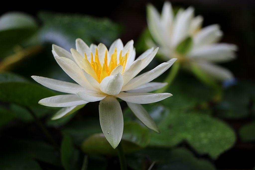 水中莲花心上佛