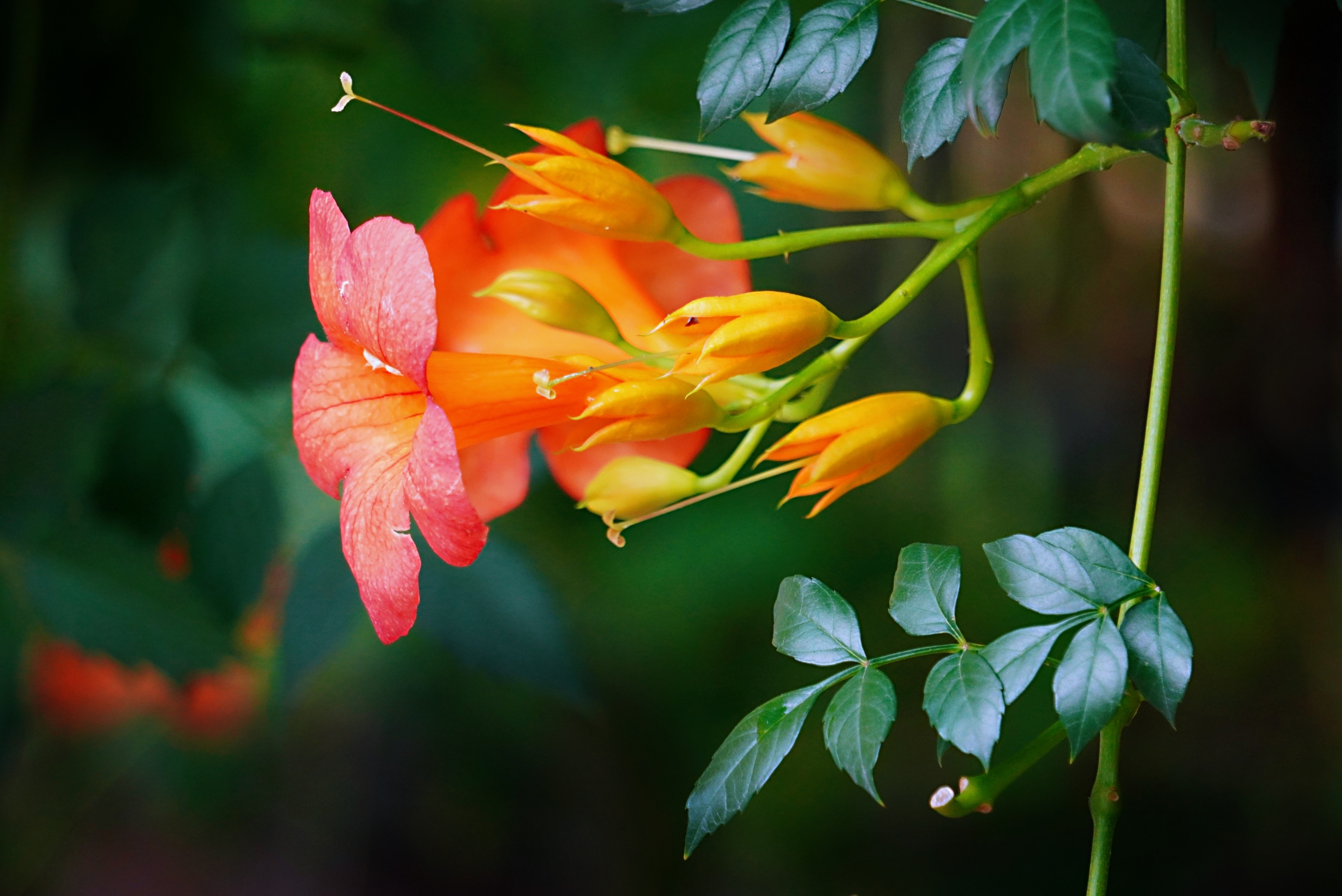 再拍凌霄花(二)【原创首发】