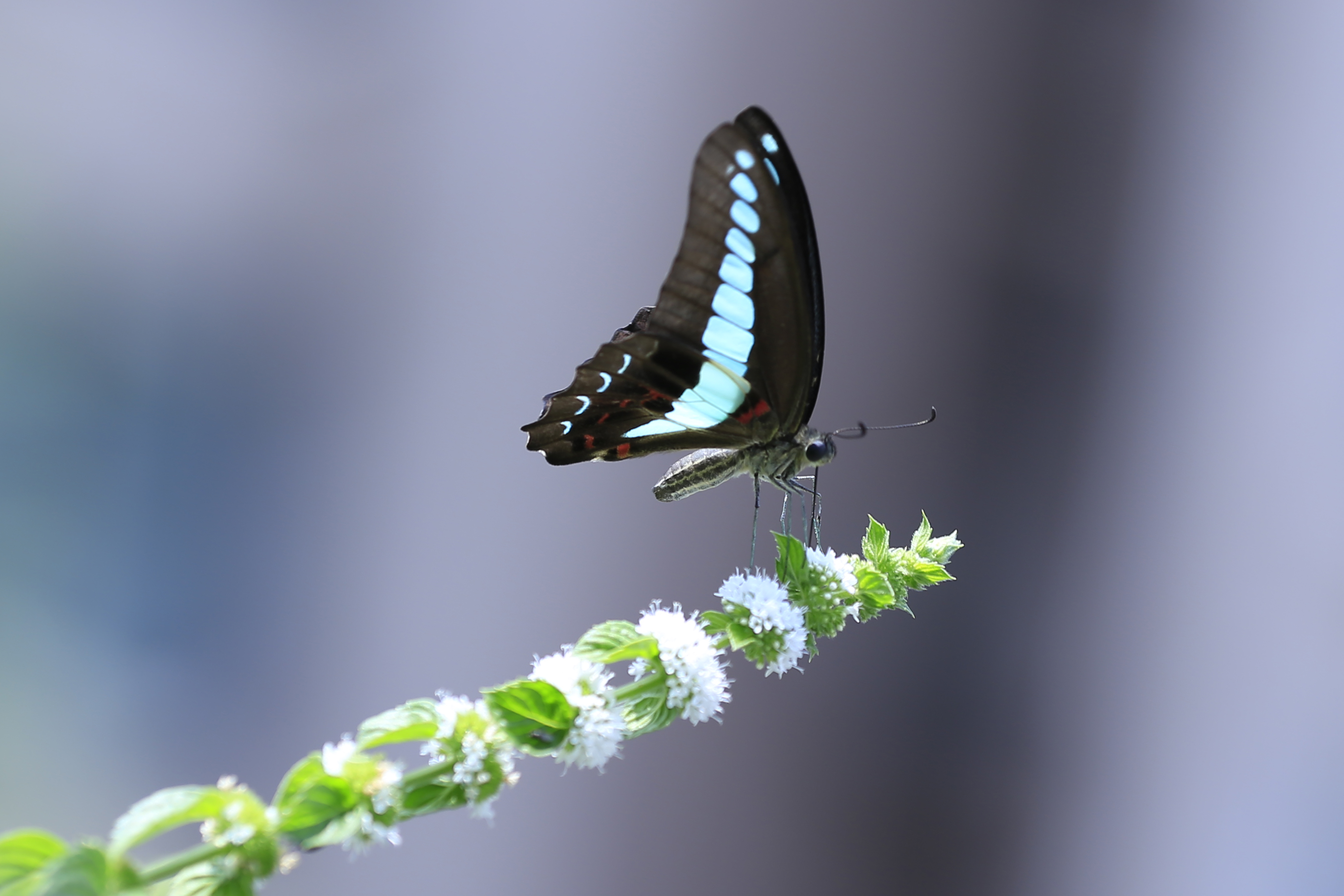 小菌【首发】庄周梦蝶