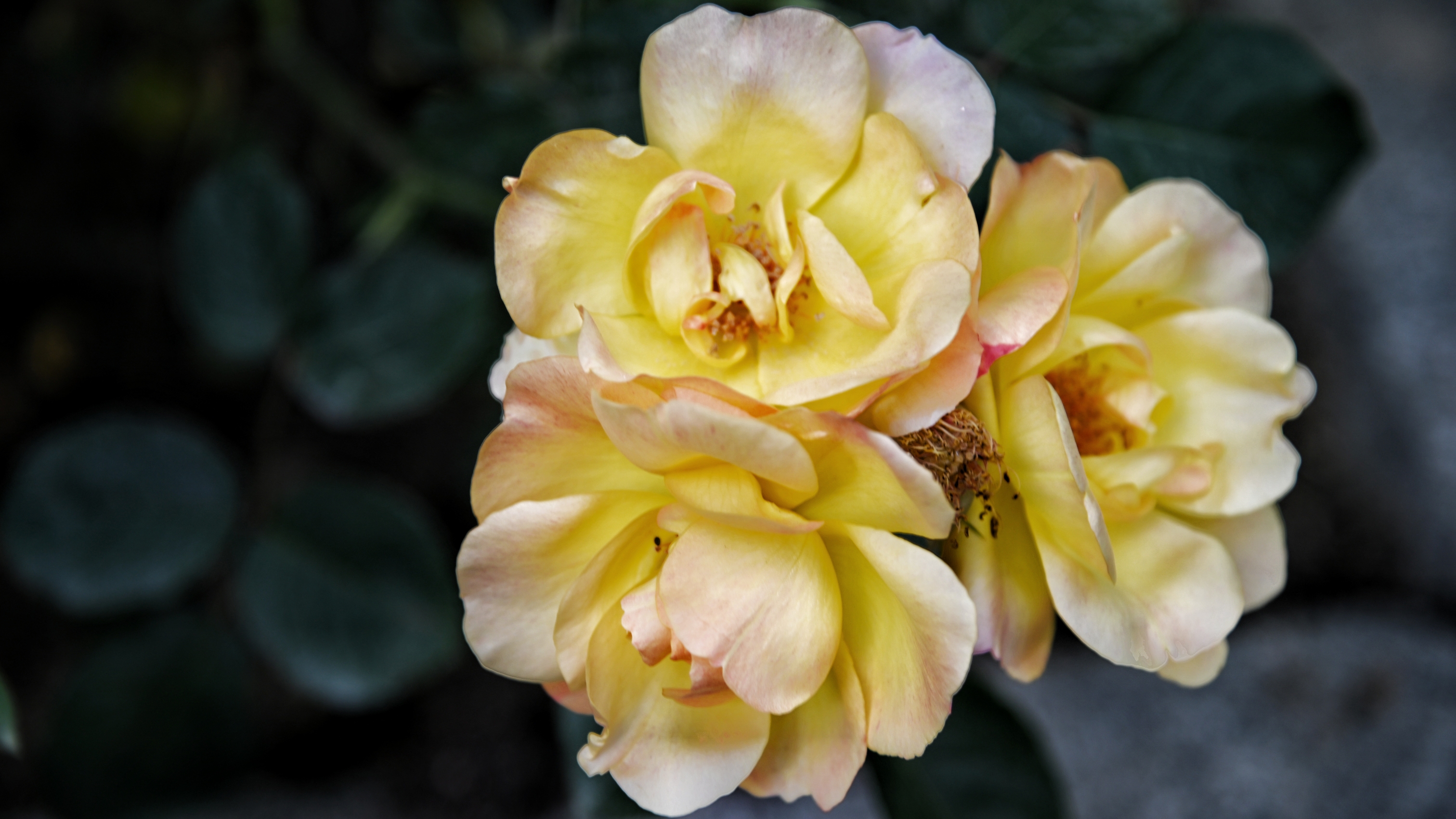 现代月季①《首发》