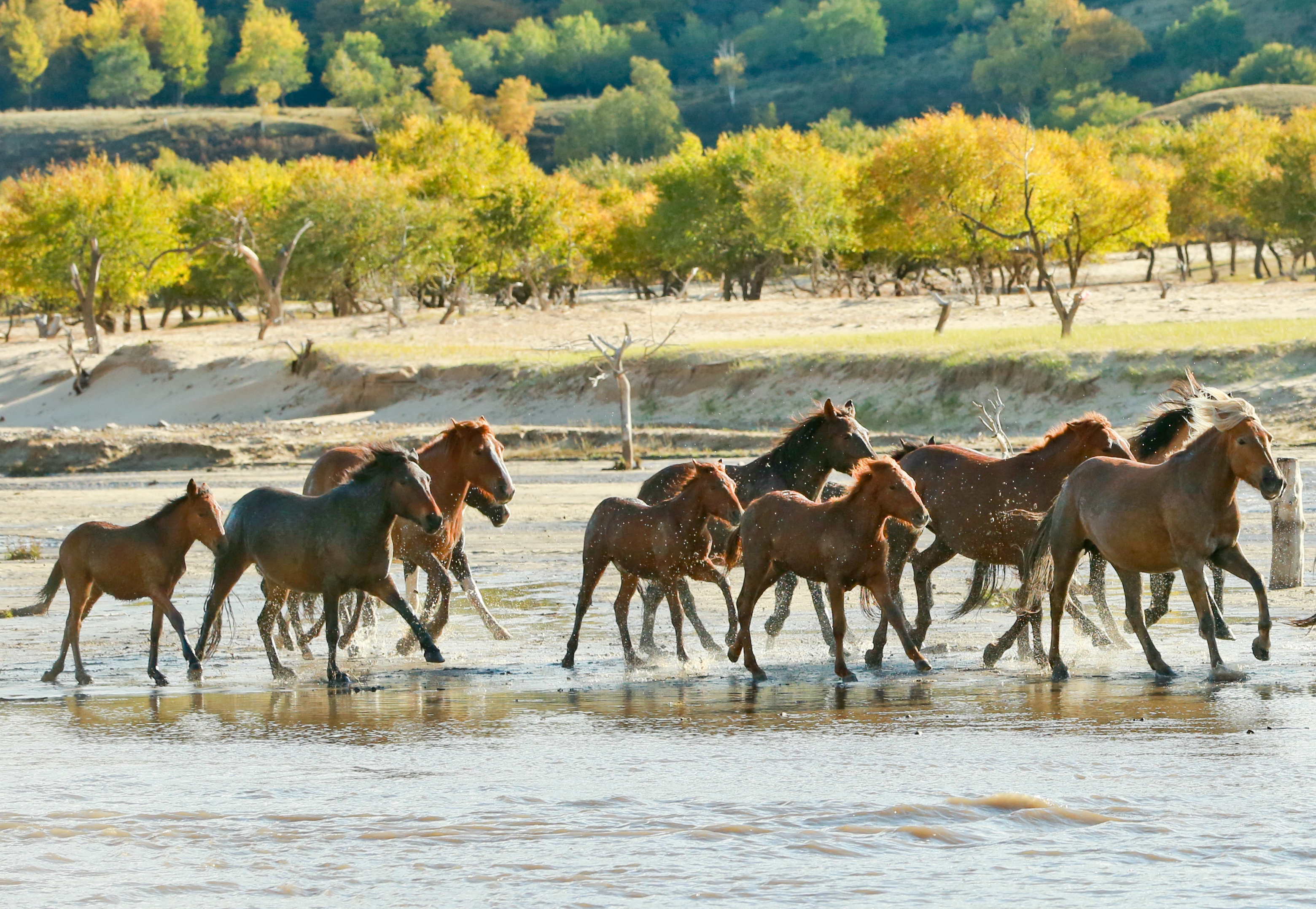 草原秋意浓马踏水花飞