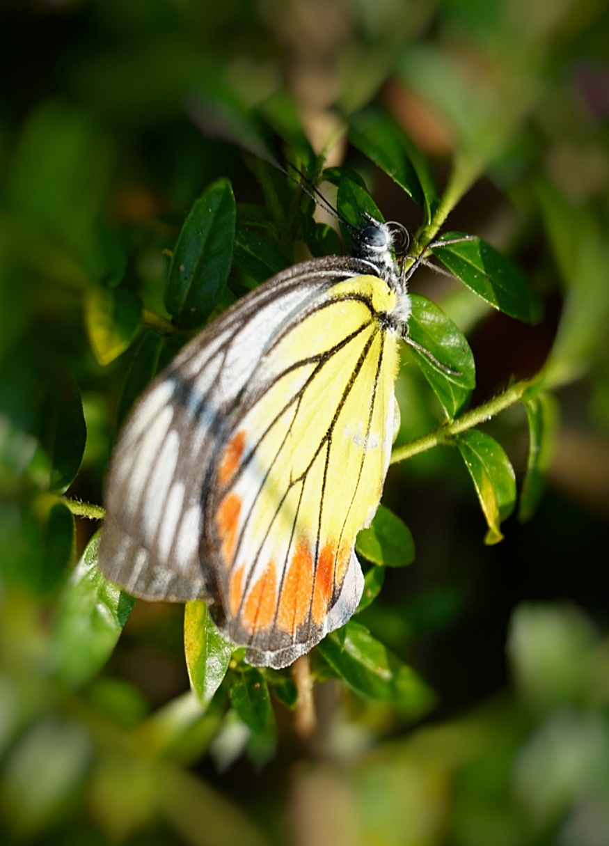 【原创首发】蝴蝶迷