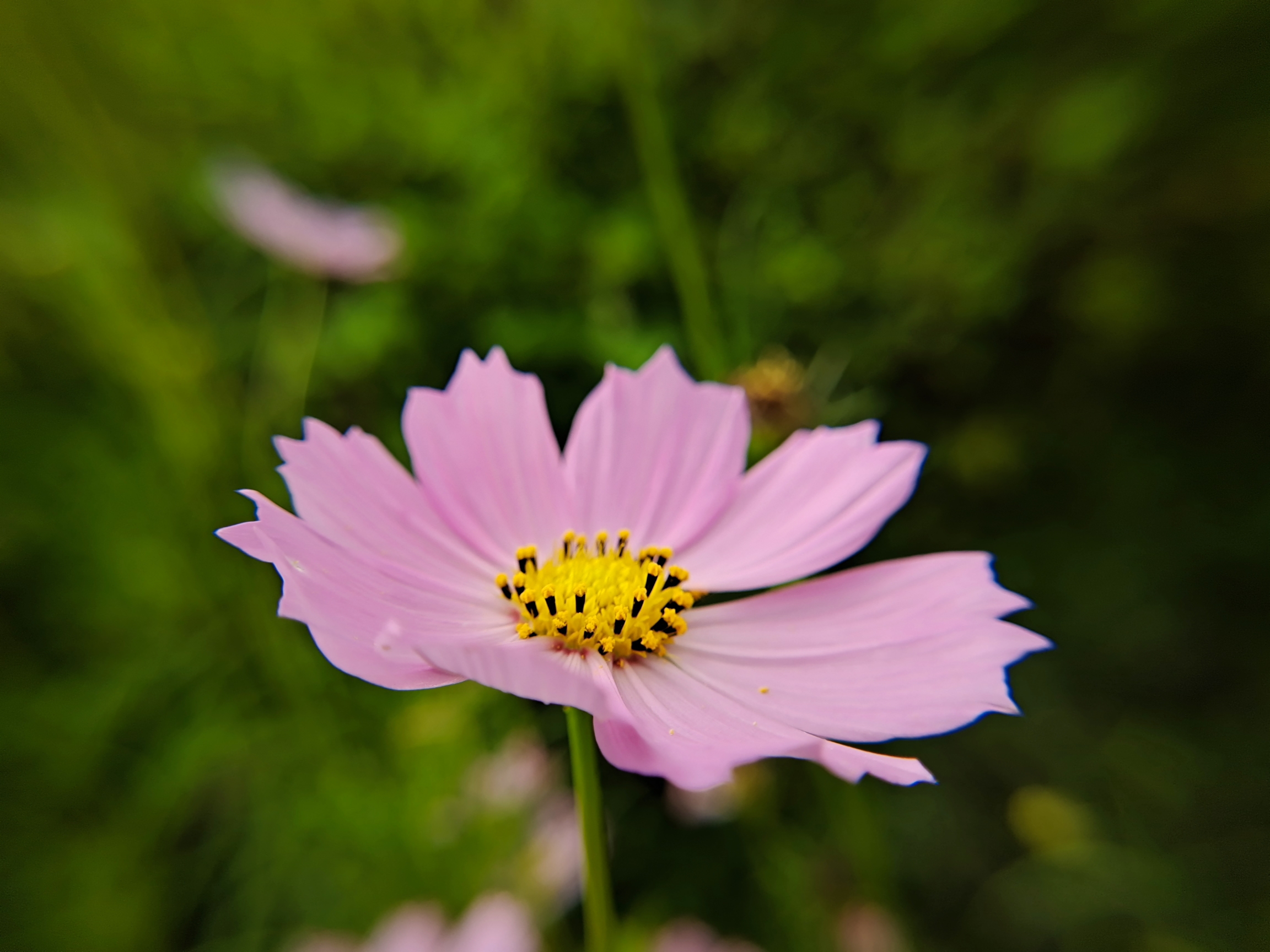 格桑花特征图片