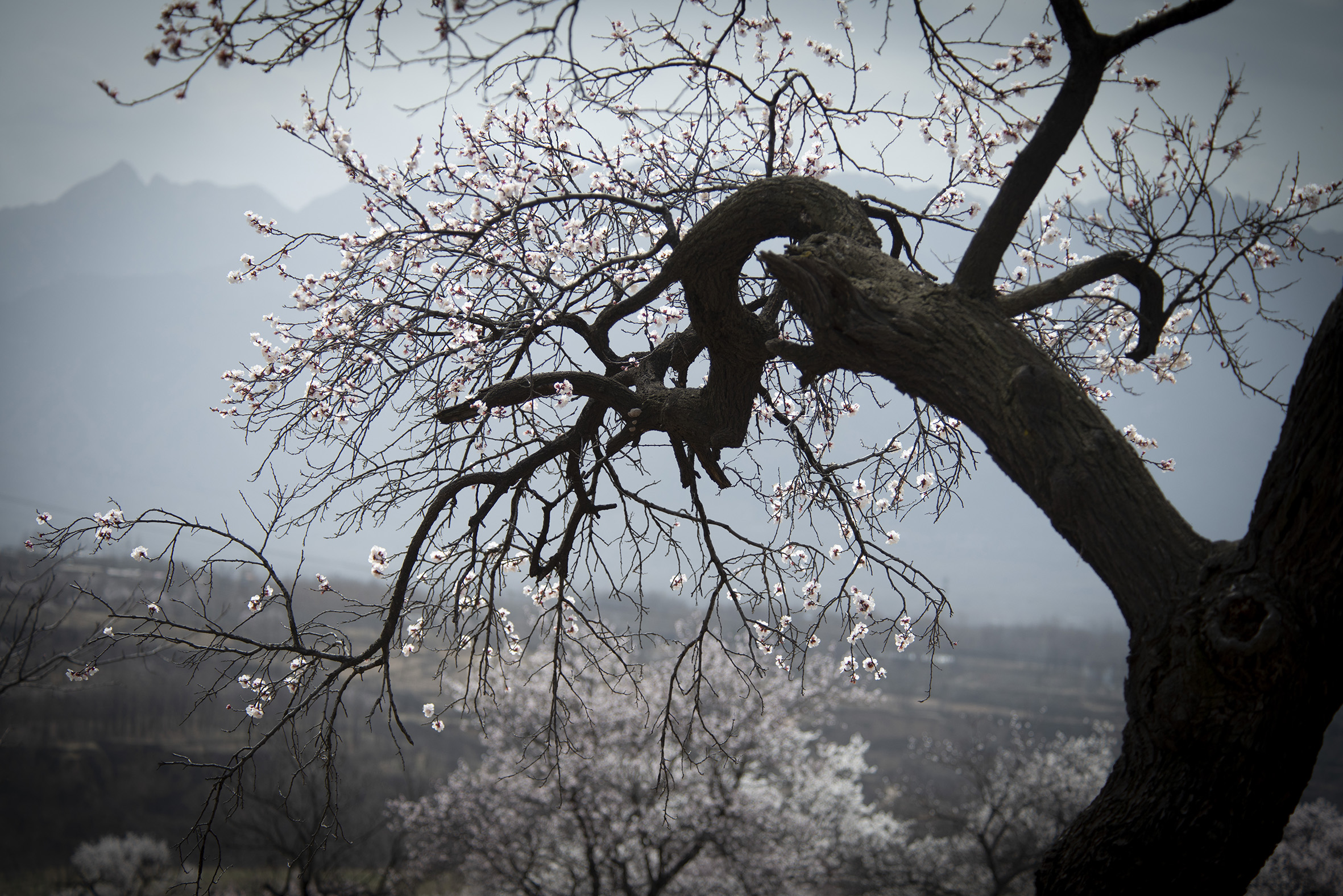 老杏树也在这片神秘之地,安享太平盛世,绚丽春天,让我们享受这天公