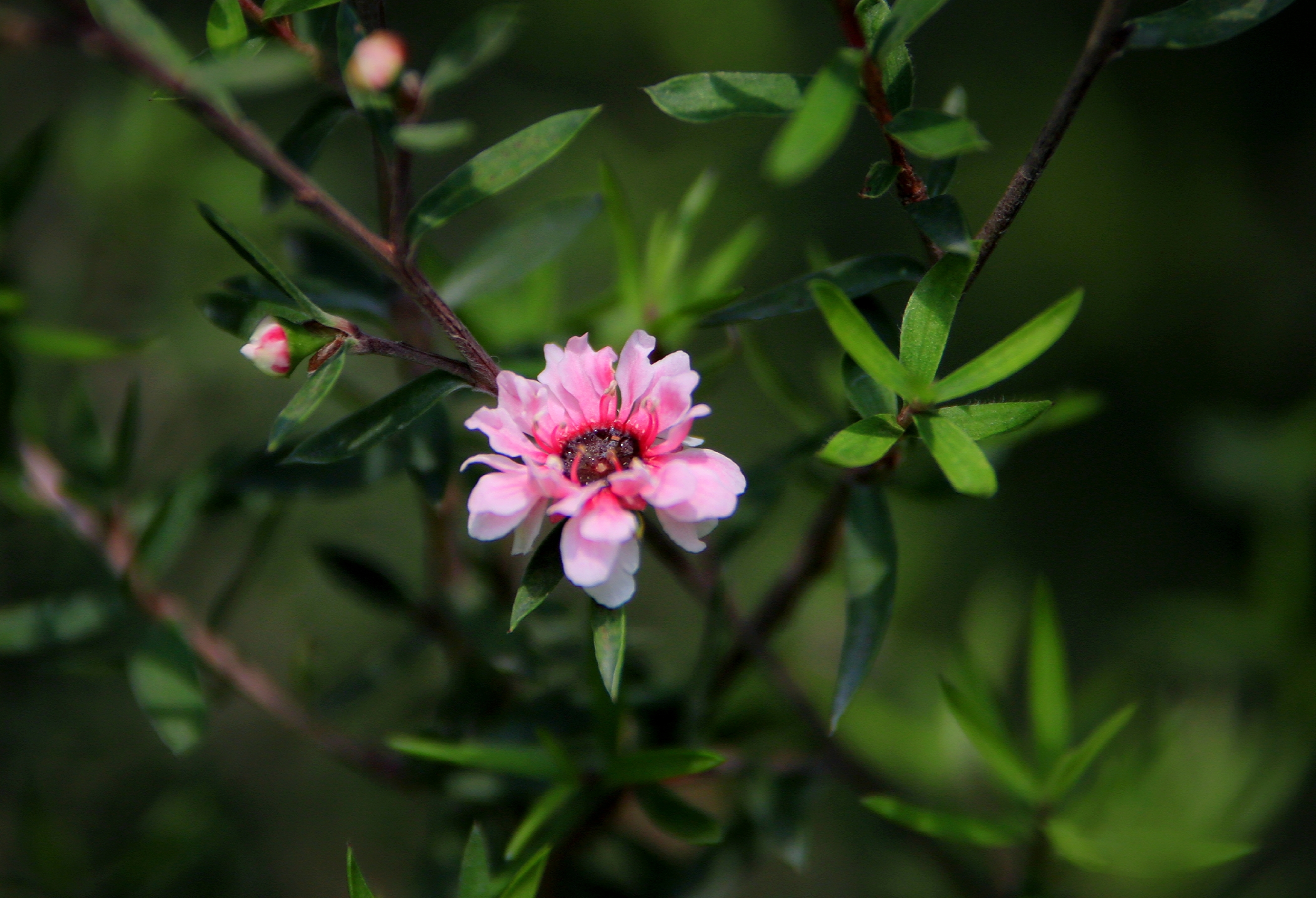 【首發】花開松紅梅