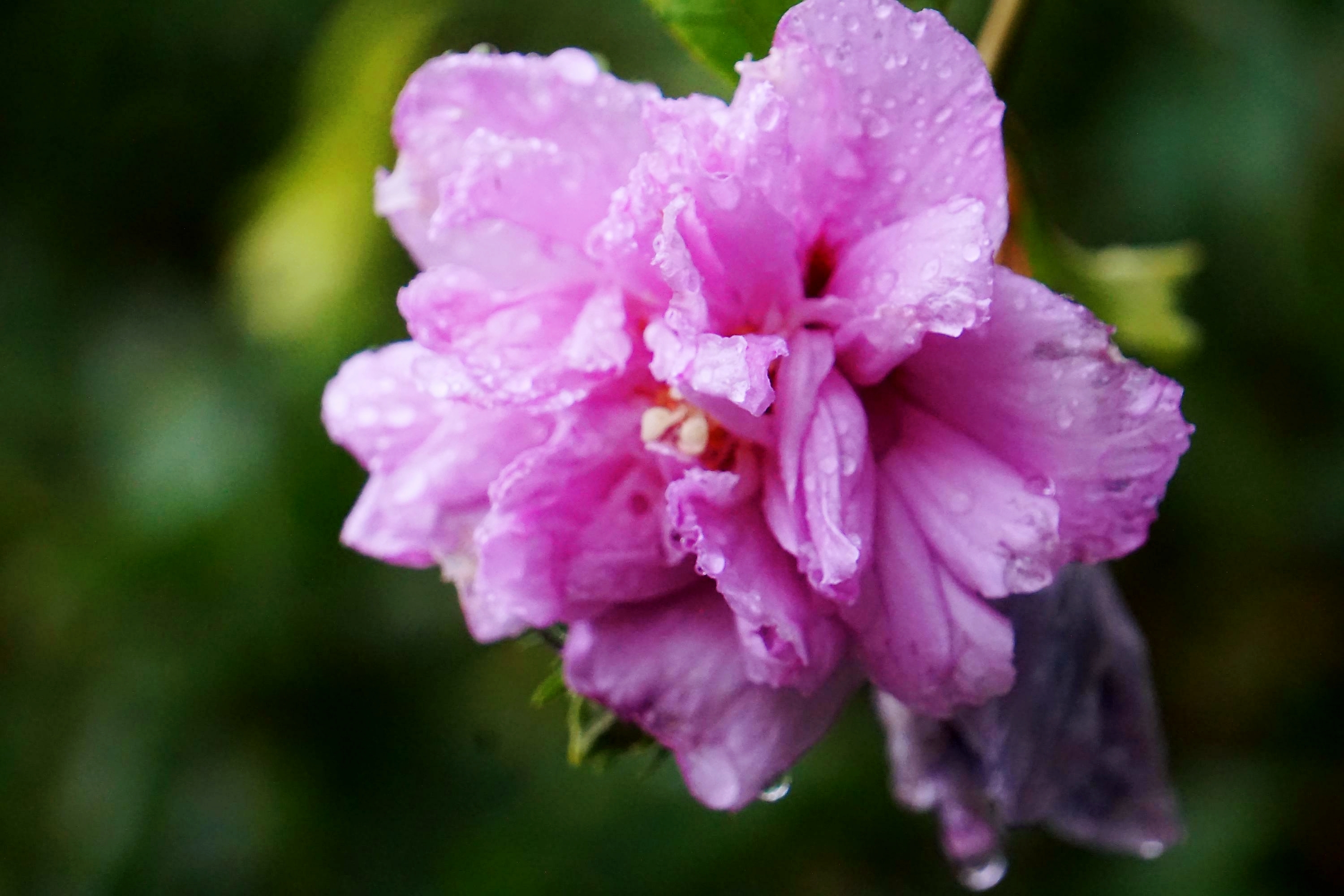 小雨中的木槿花
