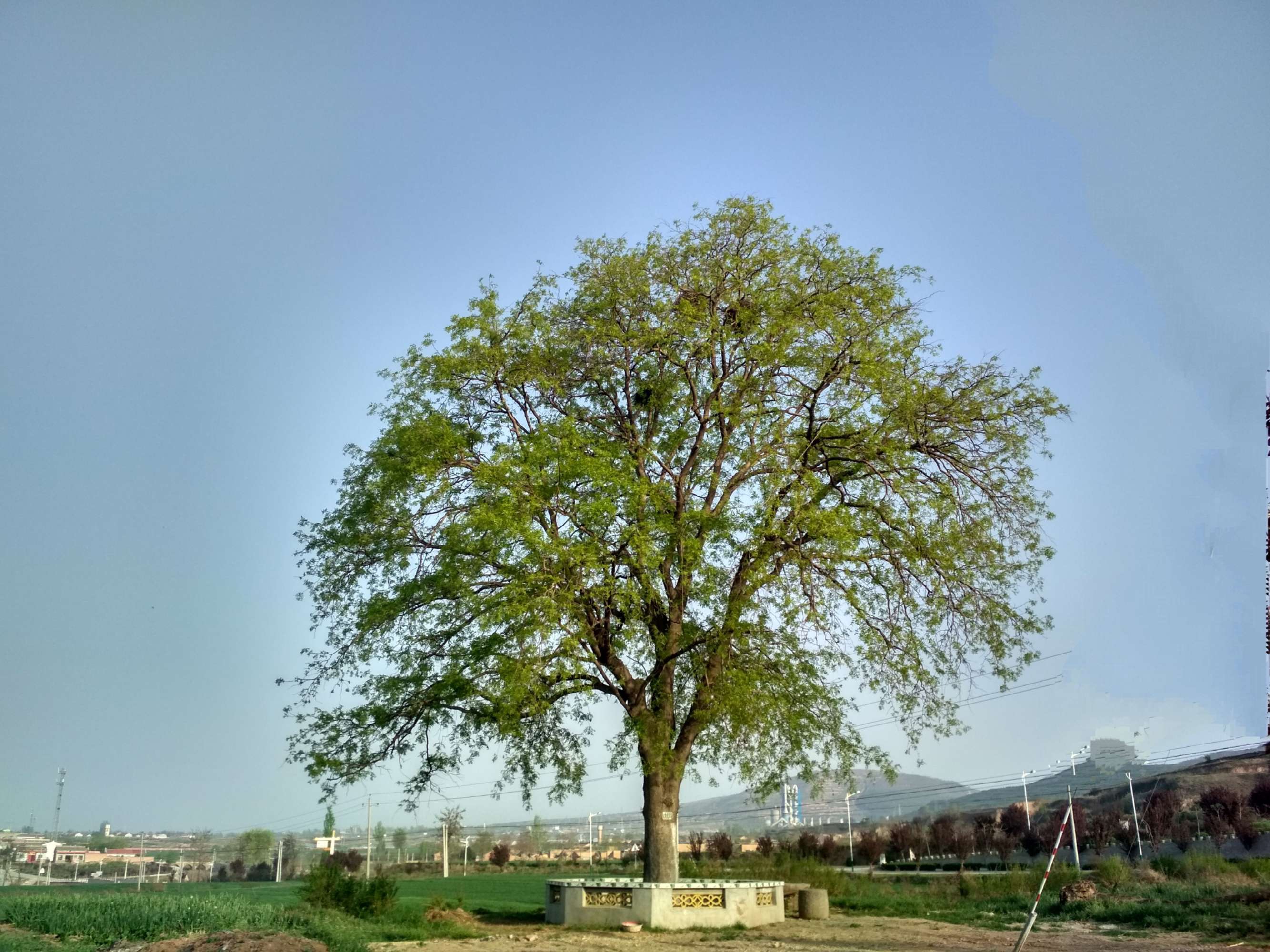 劝读村的皂角树