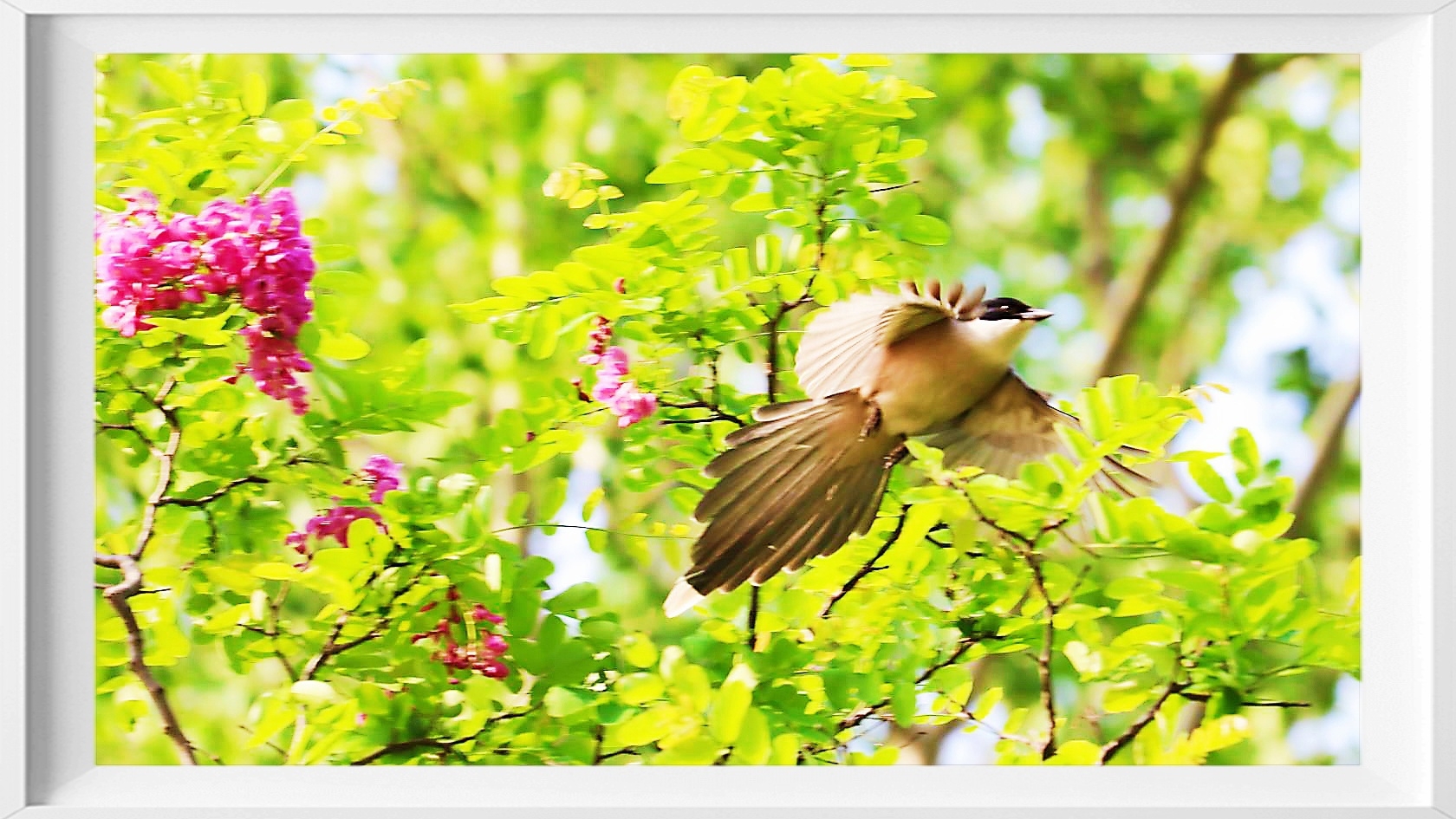 紫槐花开鸟飞舞