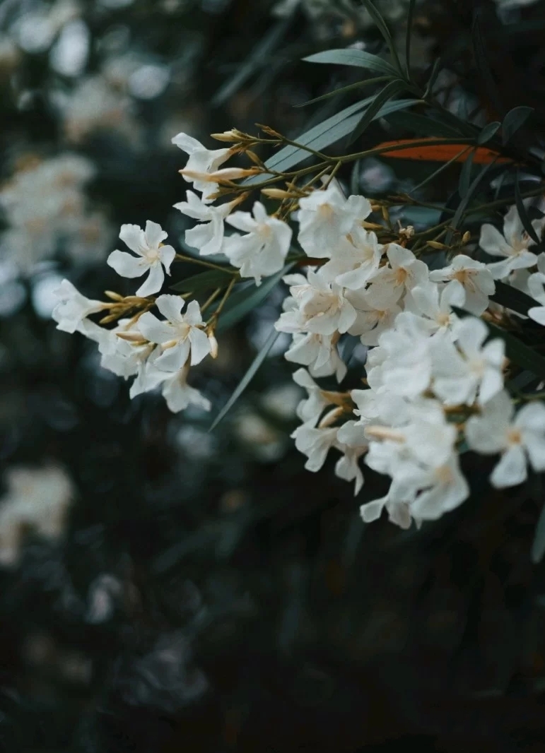 (首发)花开茶靡—夹竹桃