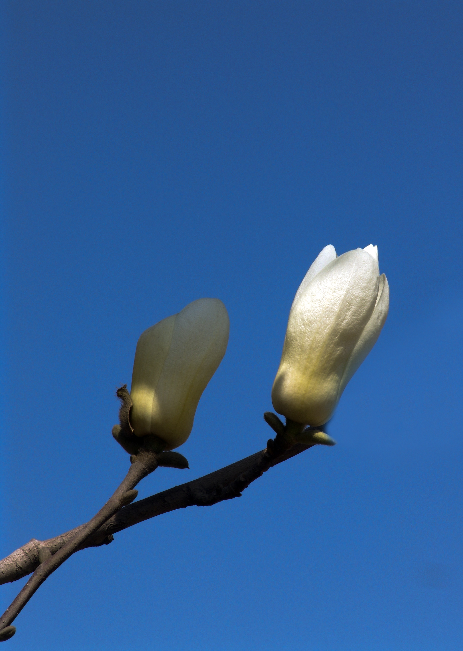 春风里阳光下玉兰花开