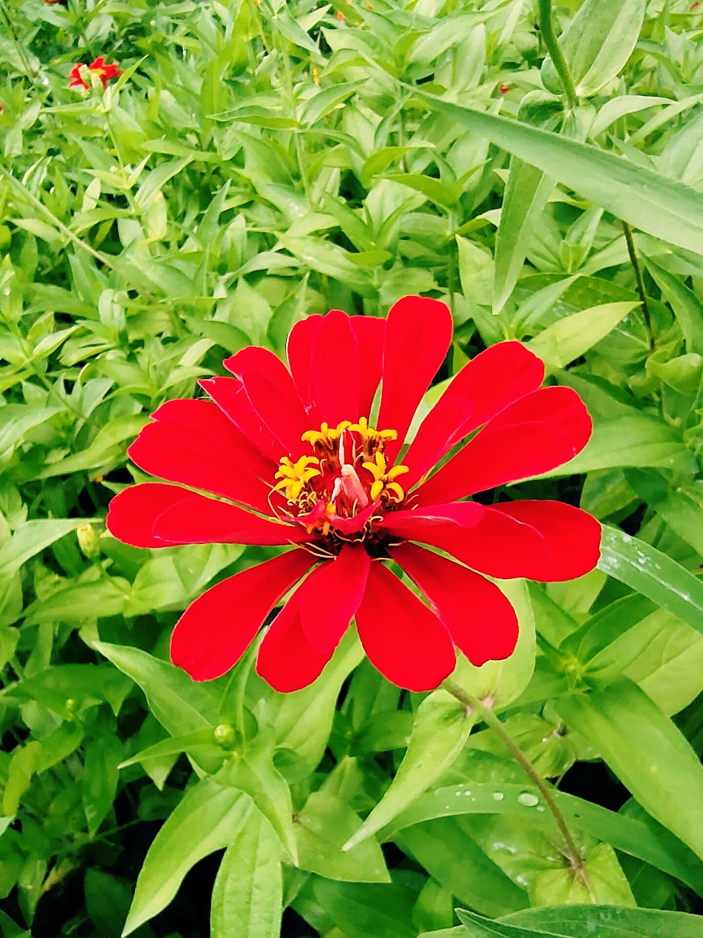 百日菊(學名:zinnia elegans jacq.):一年生草本.