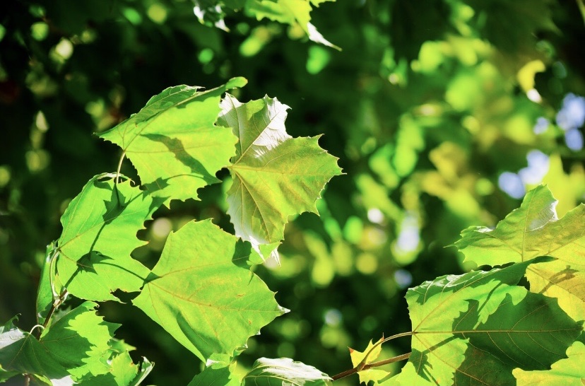 【首发】悬铃木叶