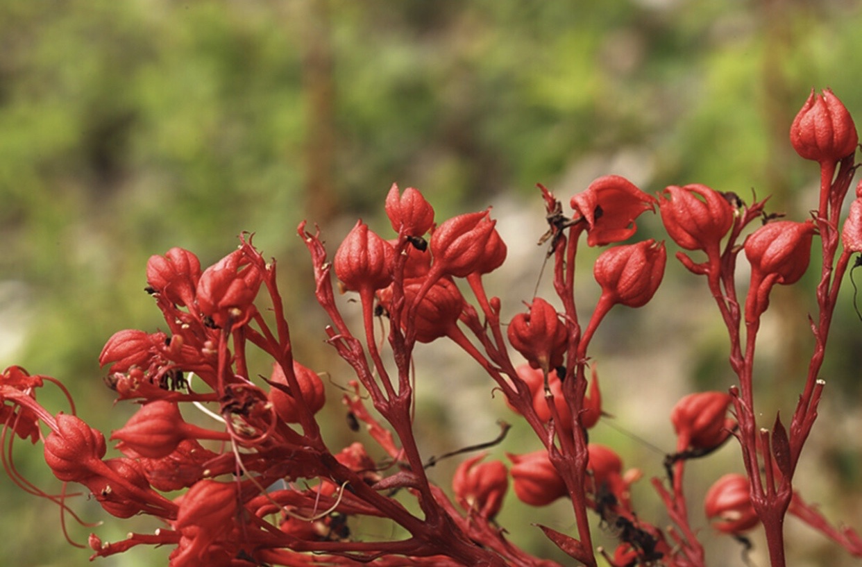 【首发】状元红